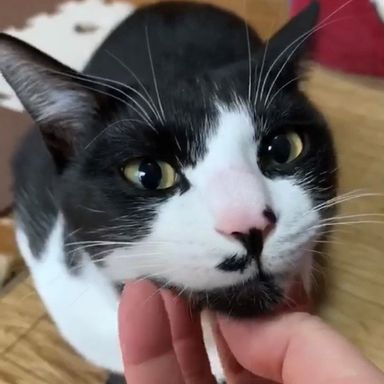 囲碁の写真