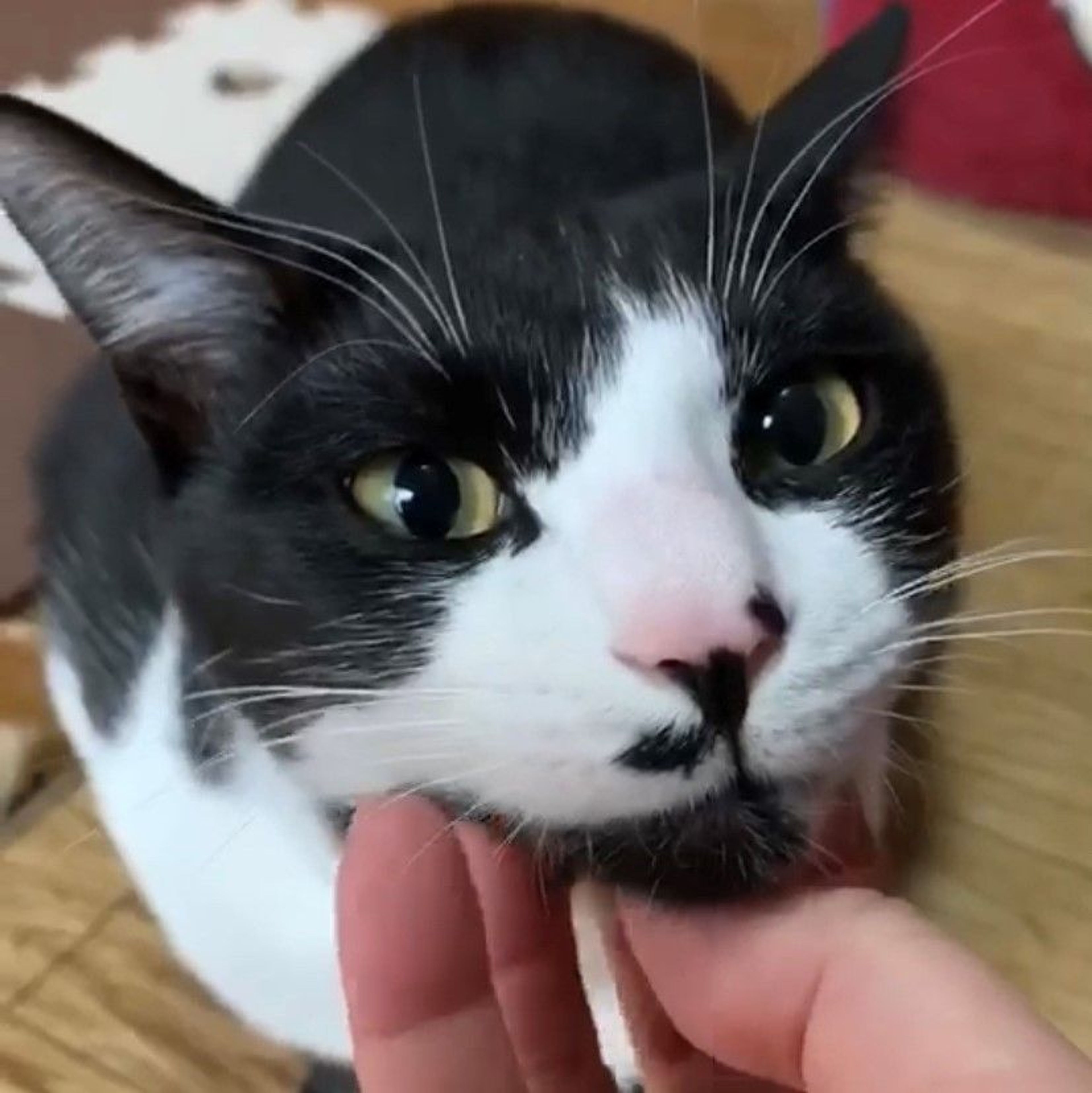 雑種（ミックス猫）・オスの里親募集の写真