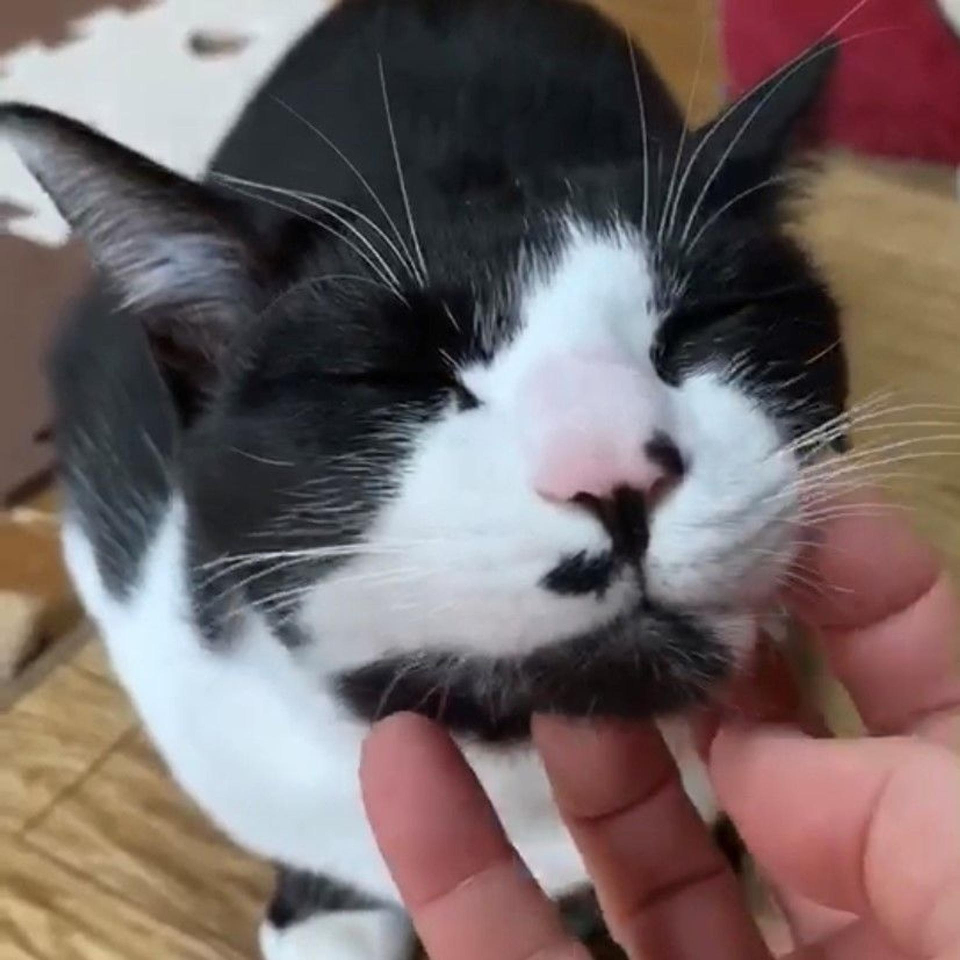 pet-image-3