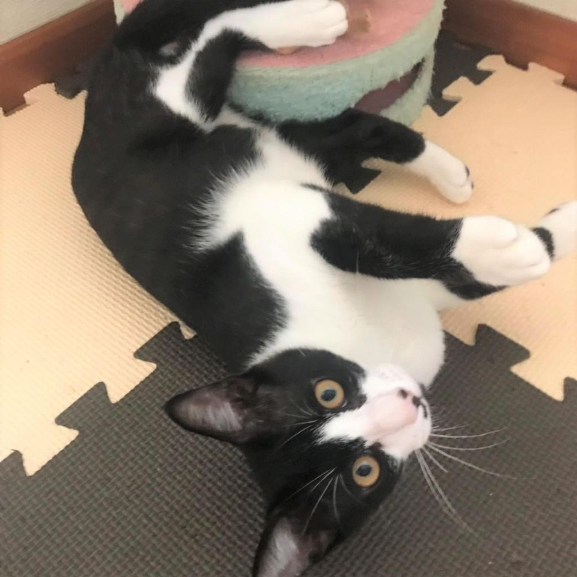 pet-image-4