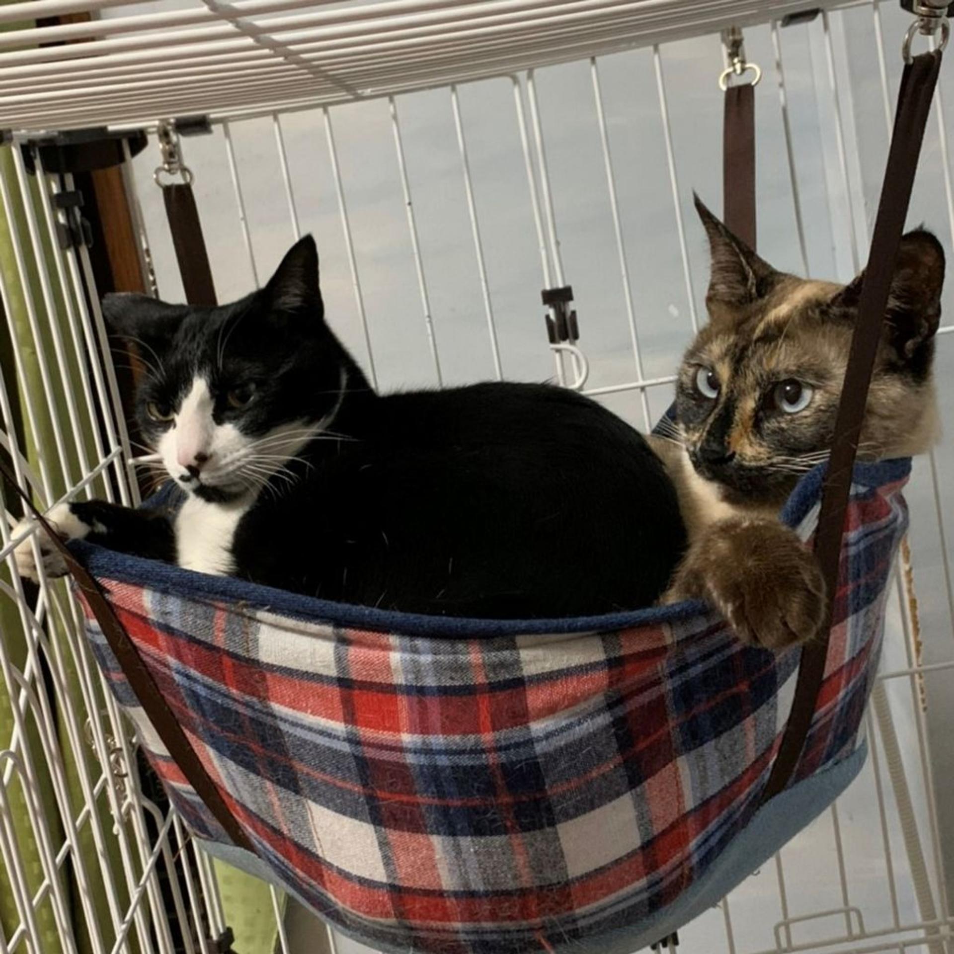 pet-image-6