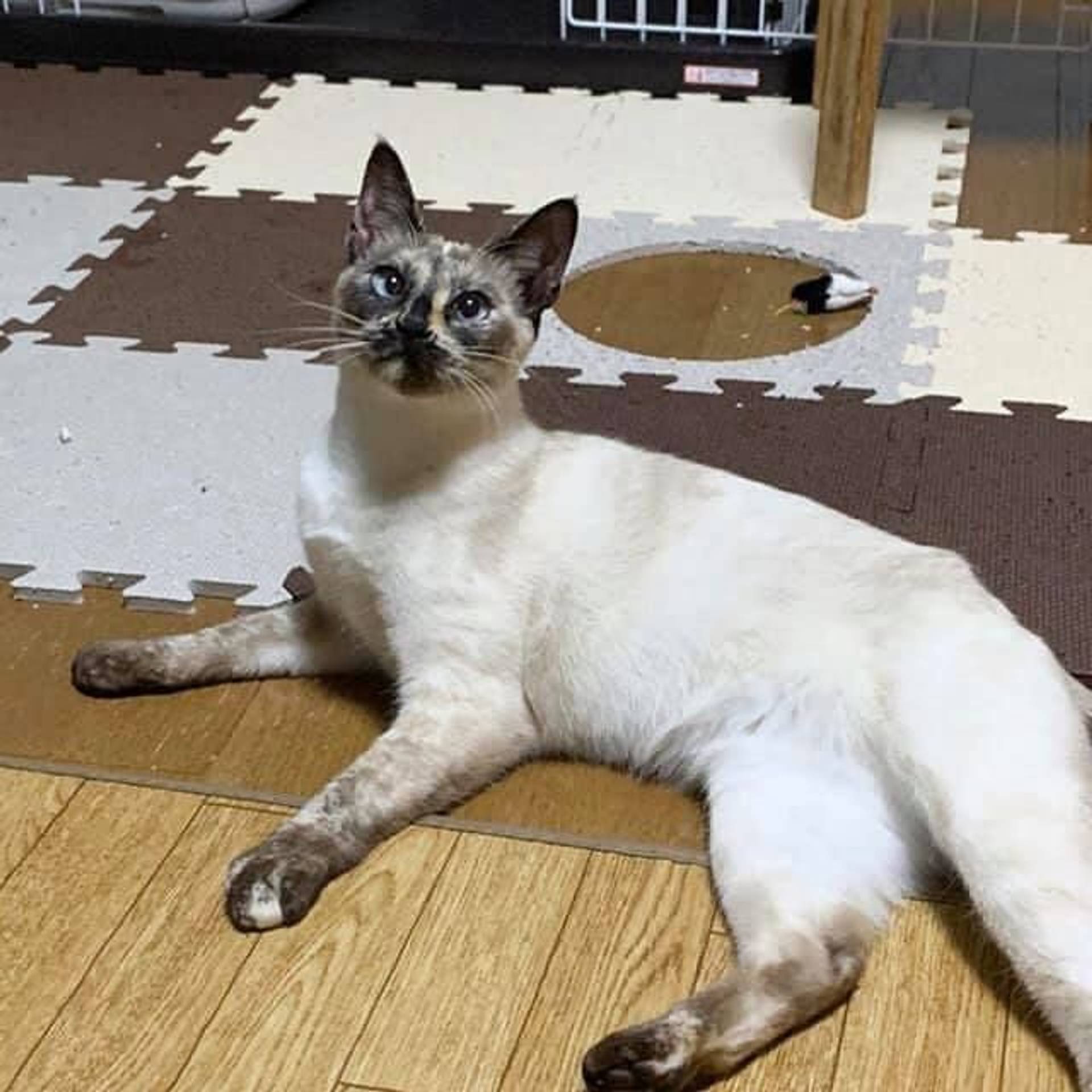 雑種（ミックス猫）・メスの里親募集の写真