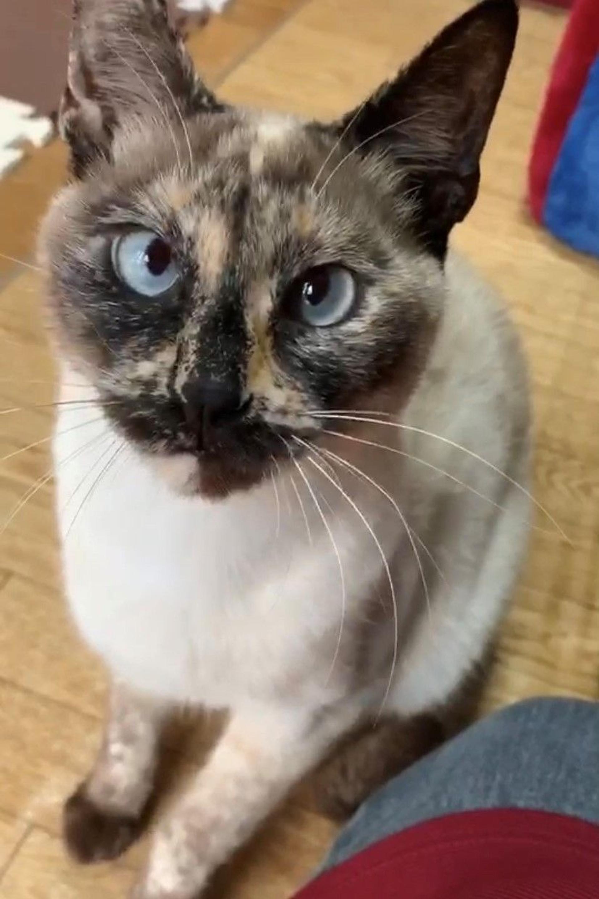pet-image-5