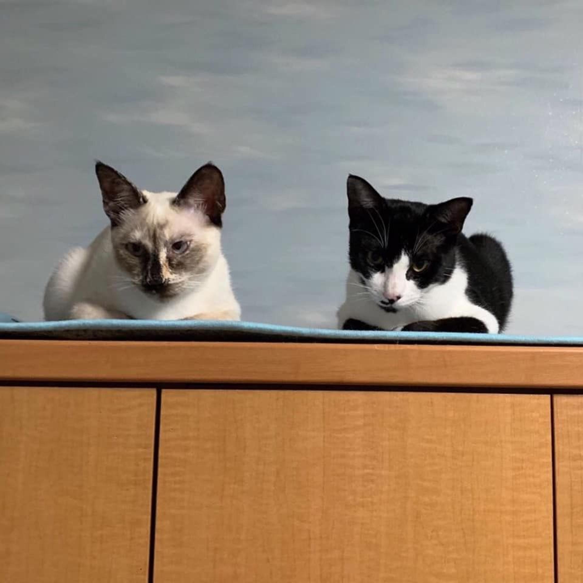 pet-image-7