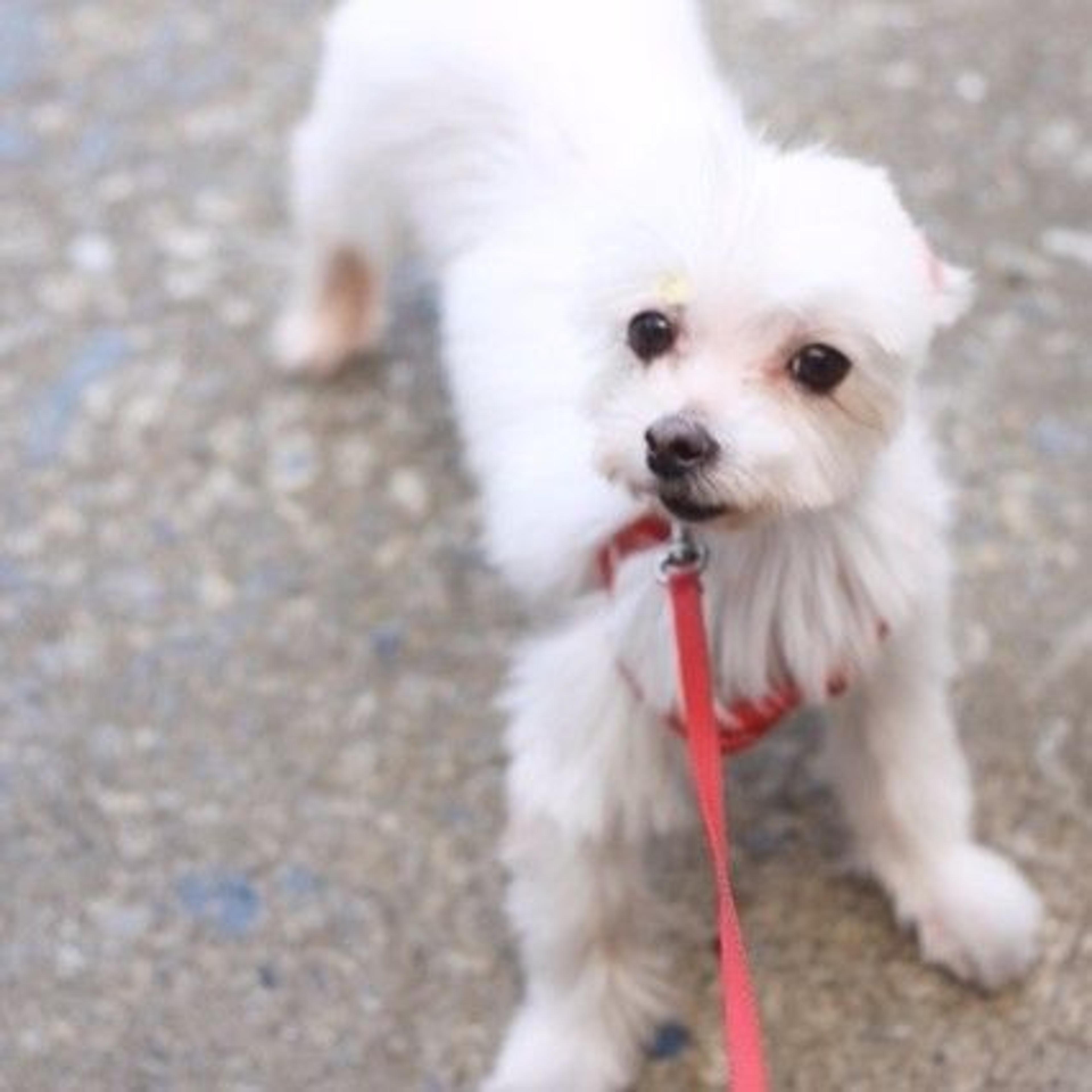 pet-image-2