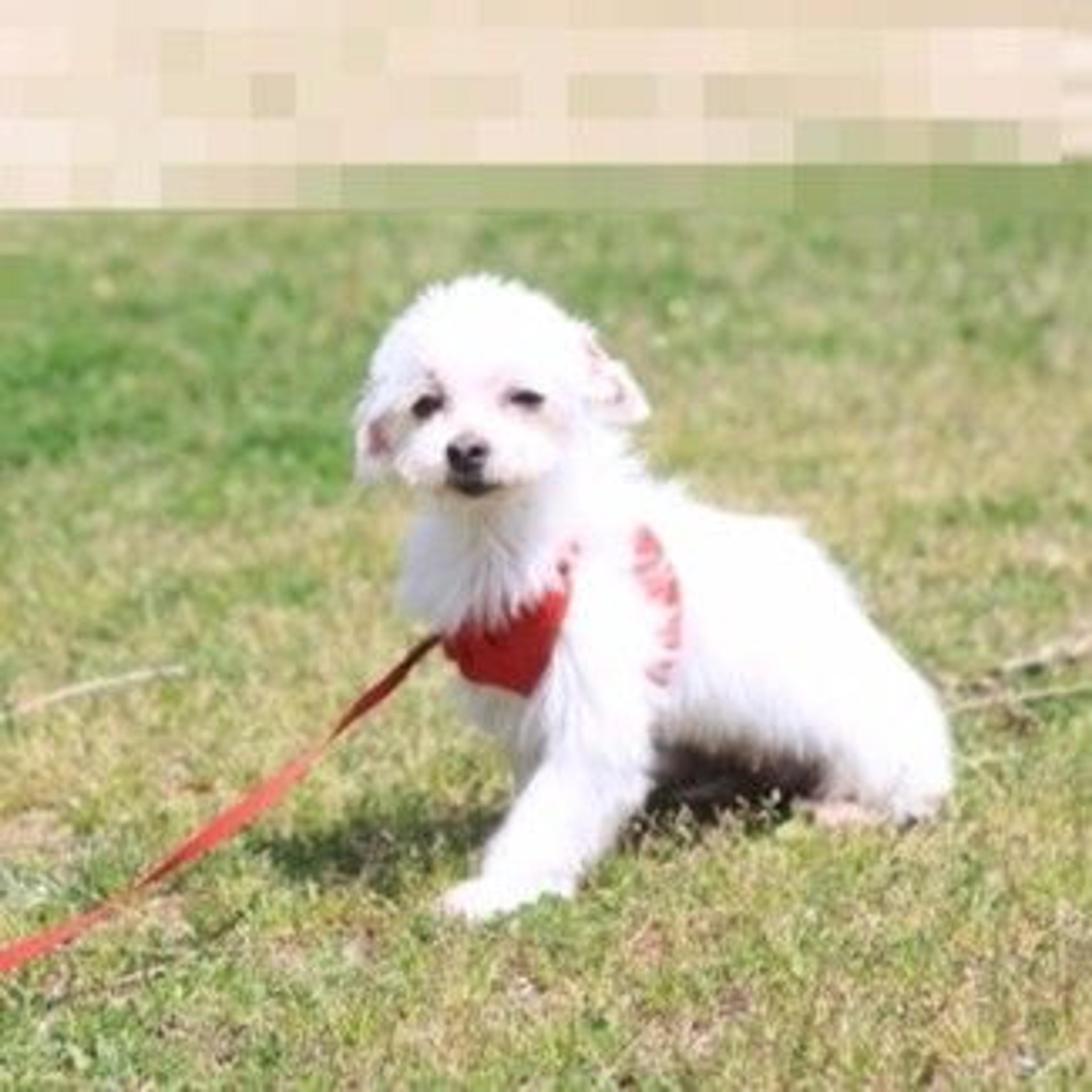 pet-image-3