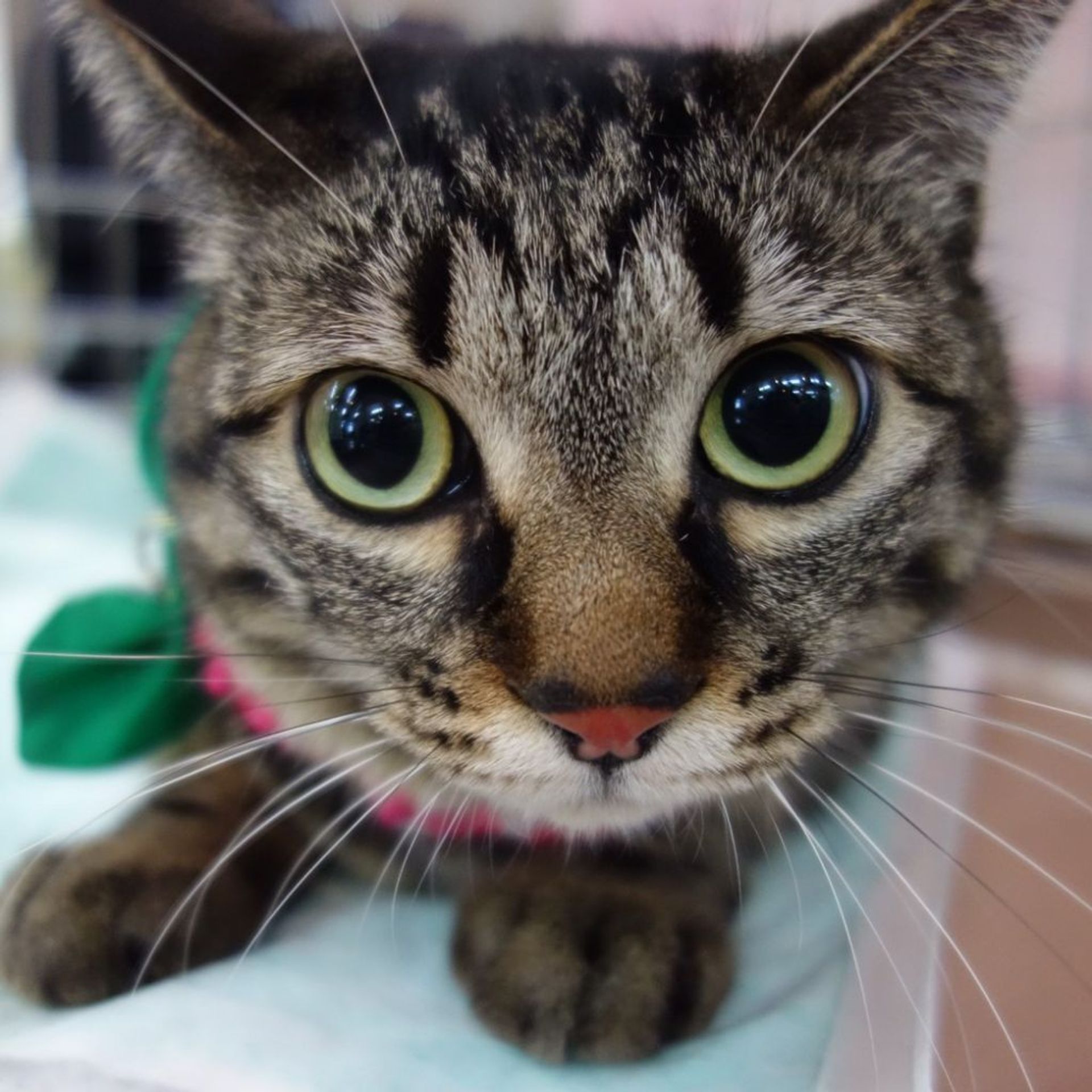 雑種（ミックス猫）・メスの里親募集の写真