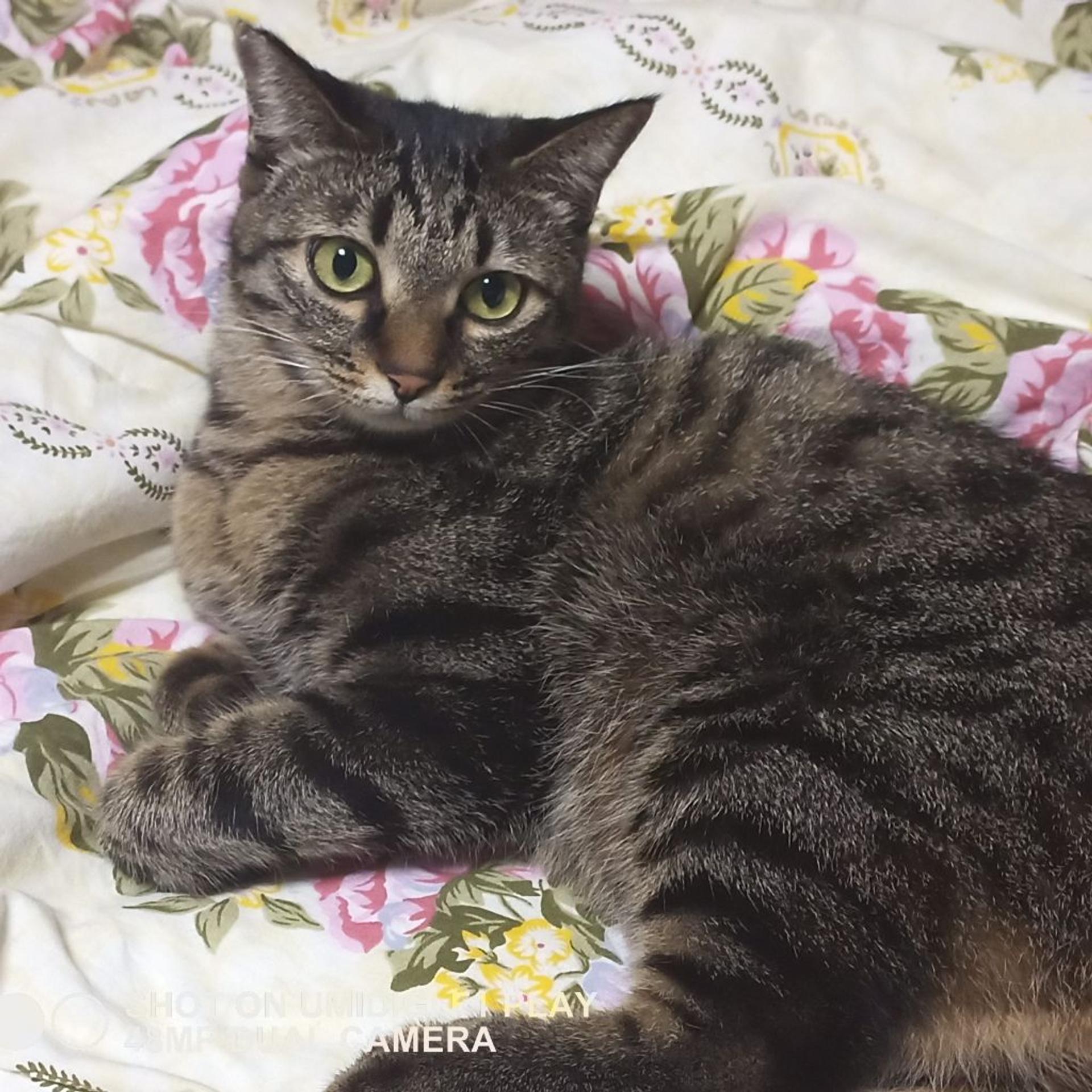 pet-image-2