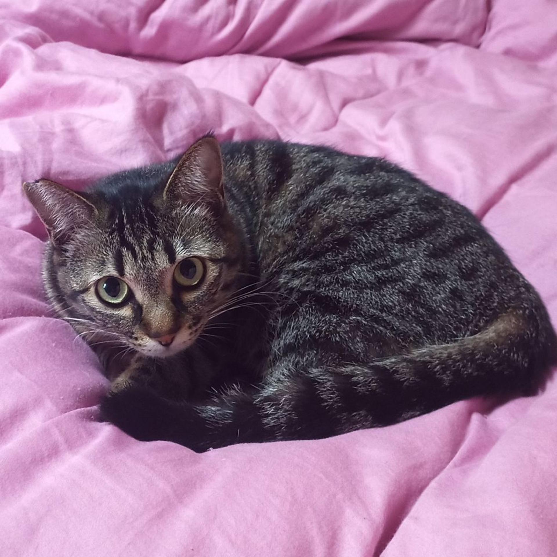pet-image-3