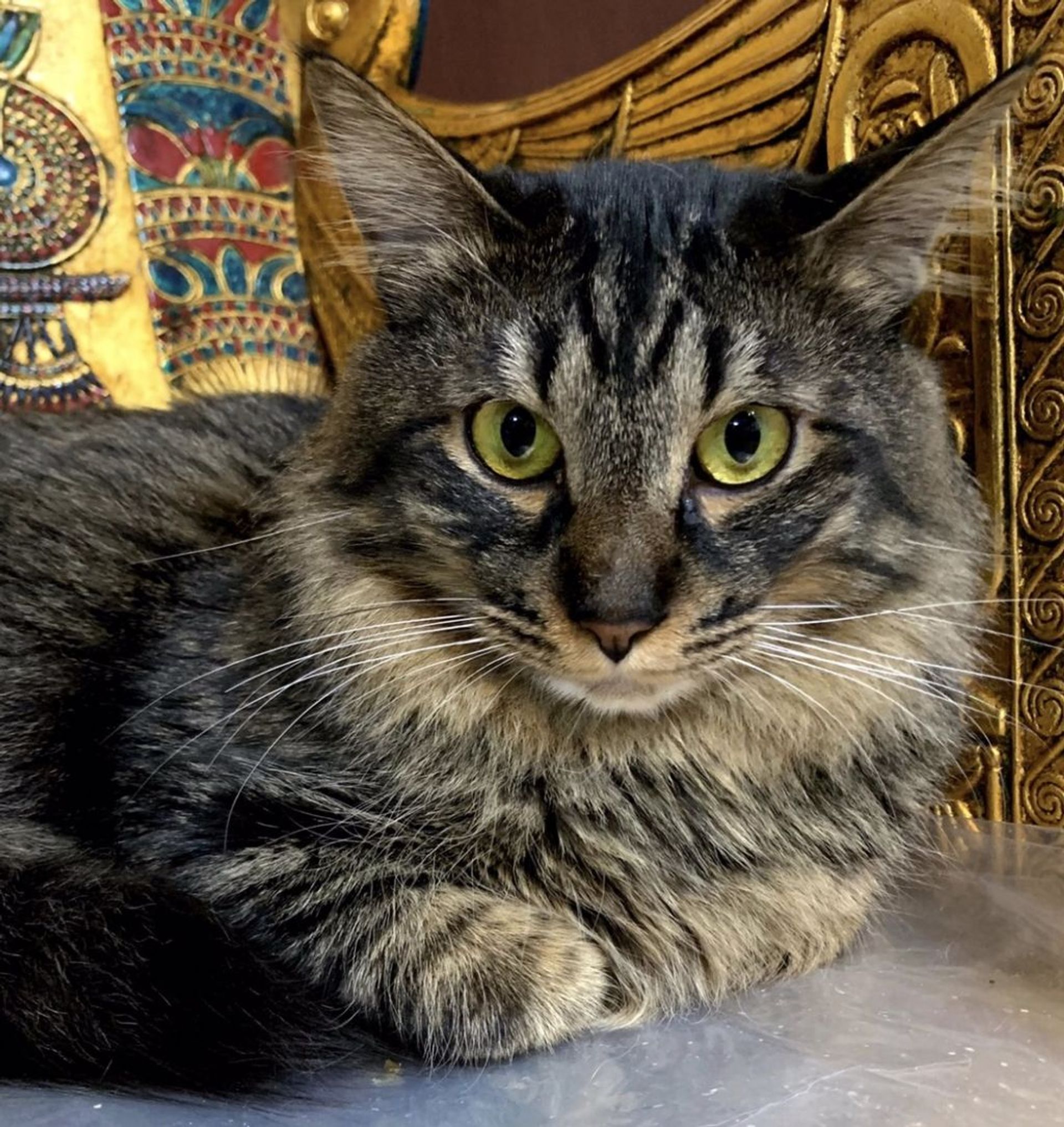 雑種（ミックス猫）・オスの里親募集の写真