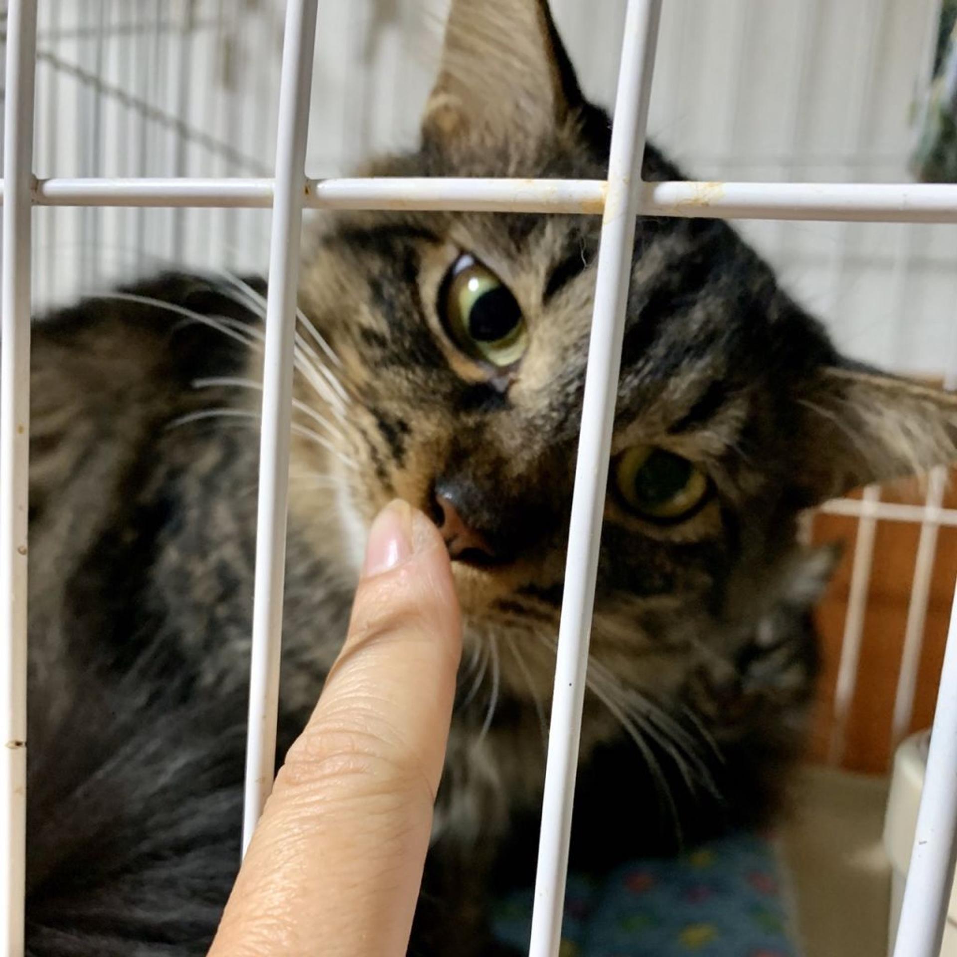 pet-image-4