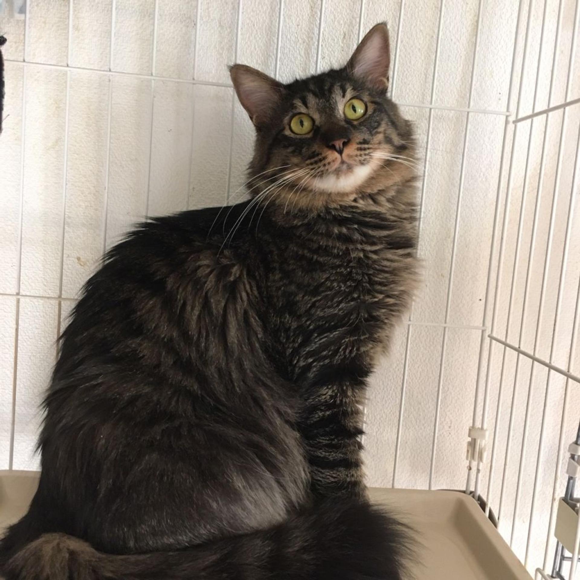 pet-image-5