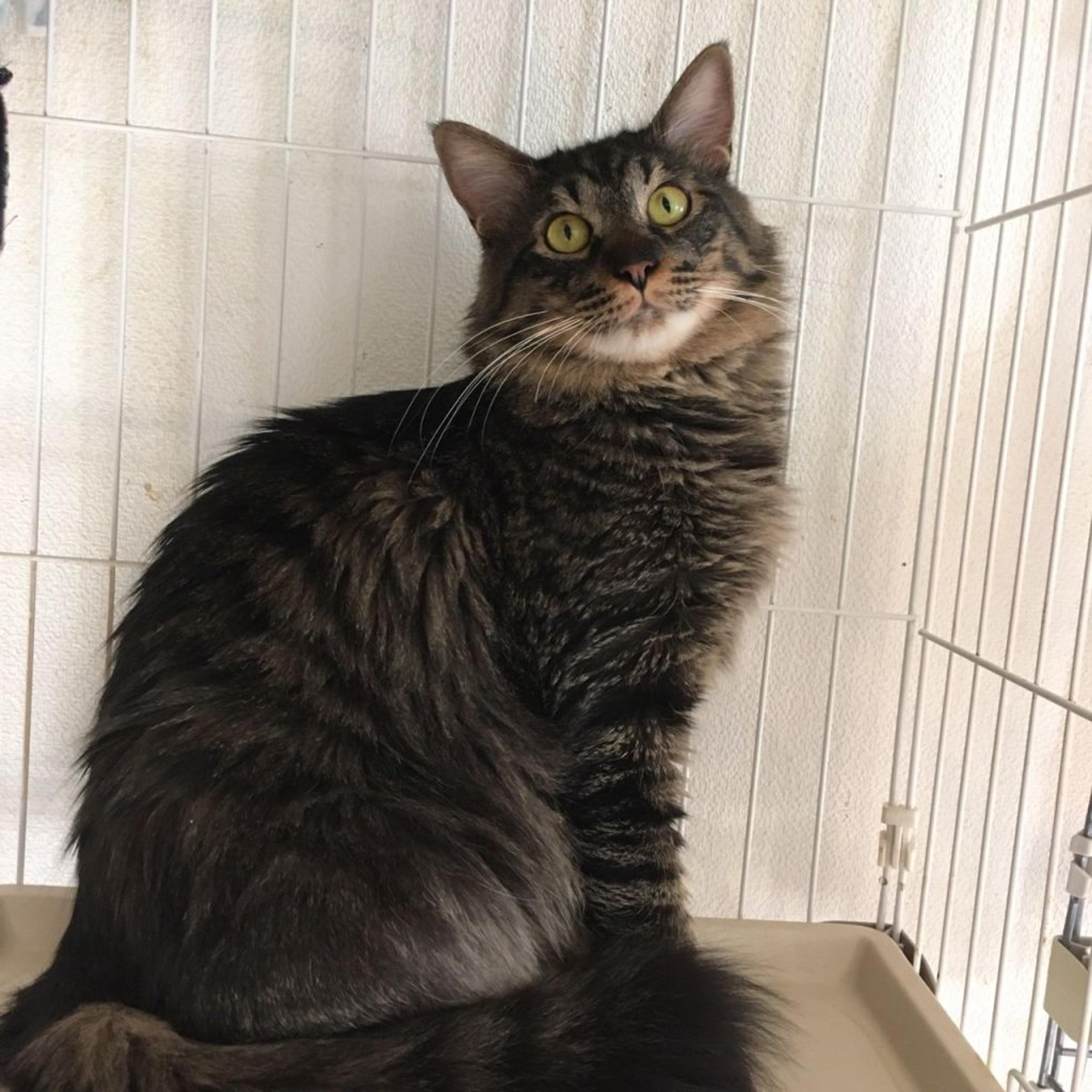 pet-image-5