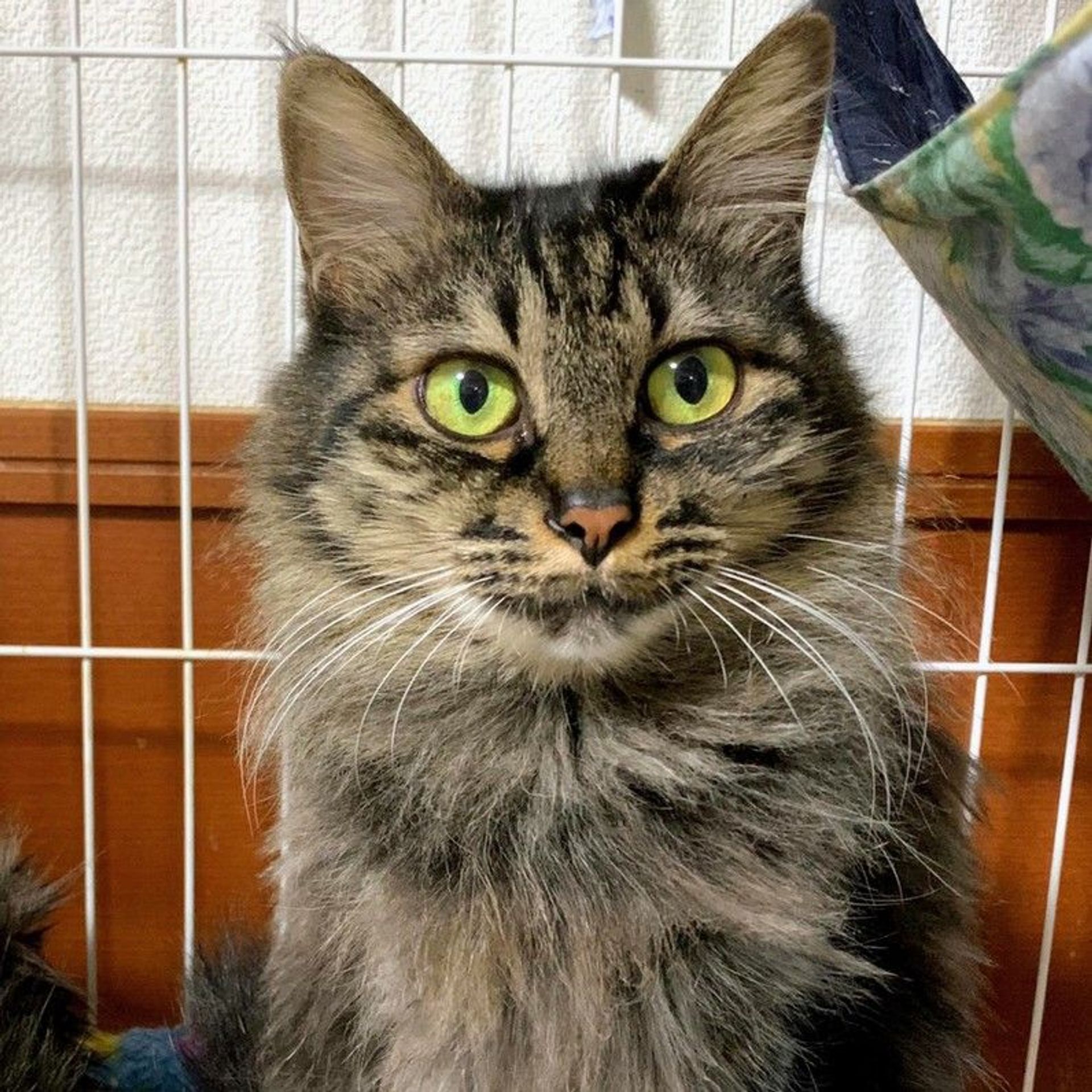 雑種（ミックス猫）・メスの里親募集の写真