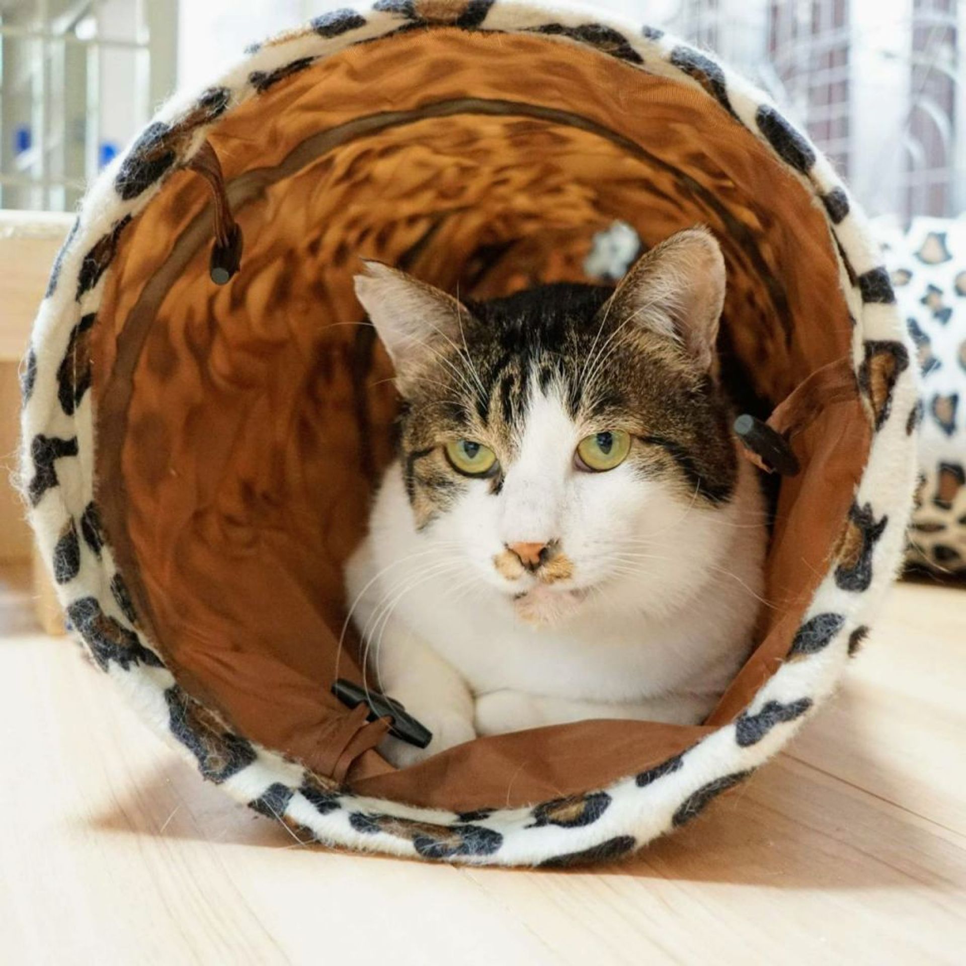 雑種（ミックス猫）・オスの里親募集の写真