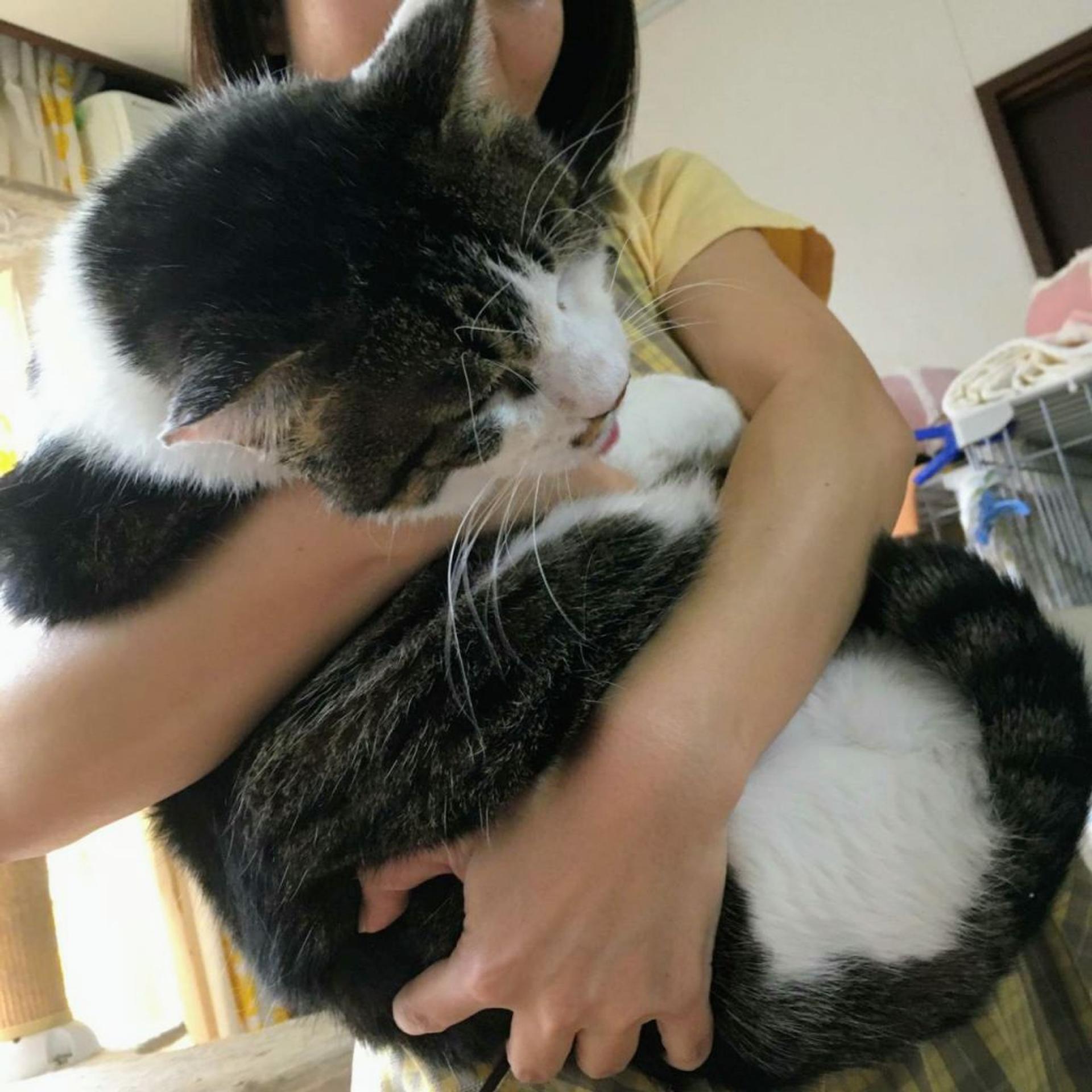 pet-image-3