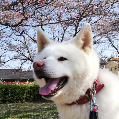 わちゃこの写真