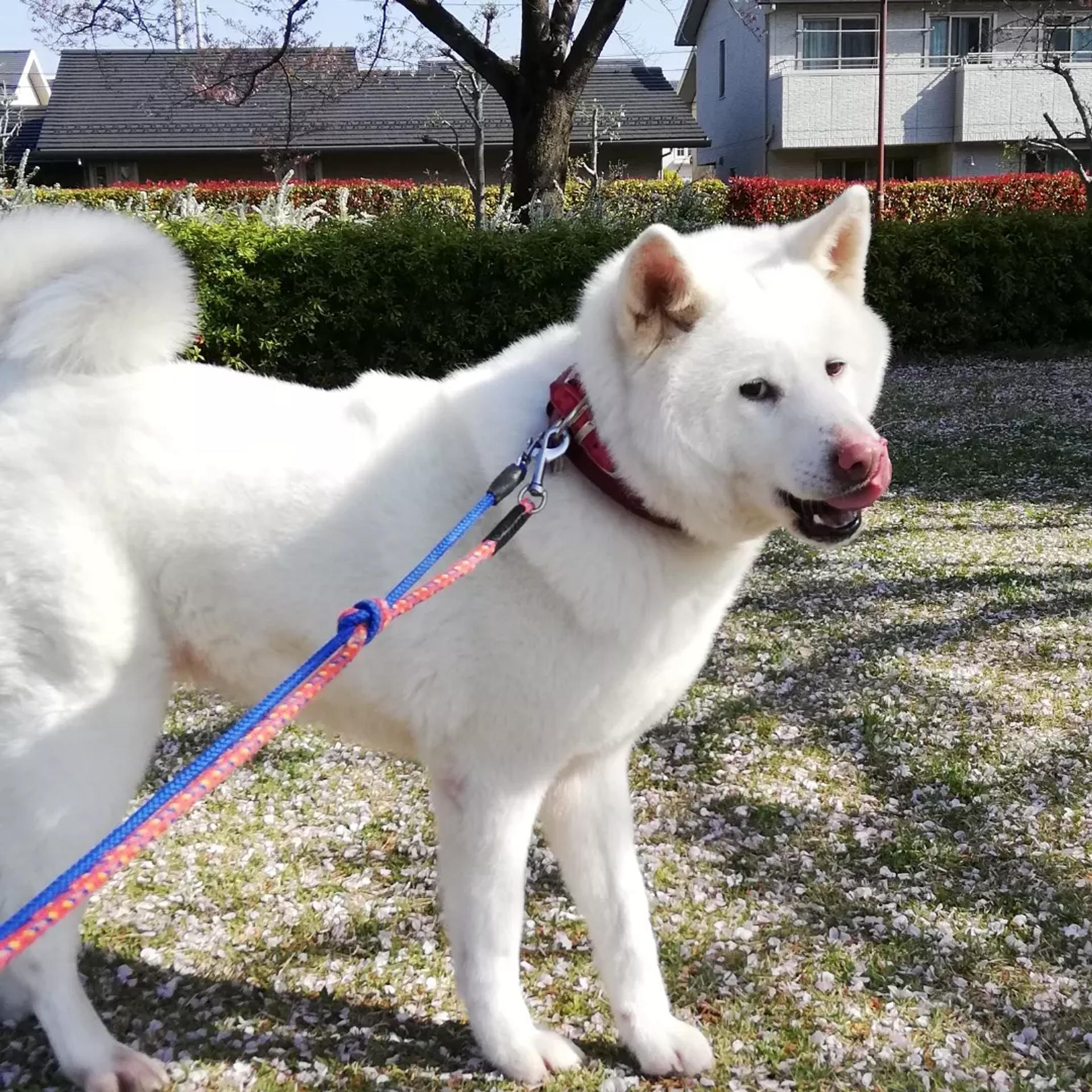 pet-image-10