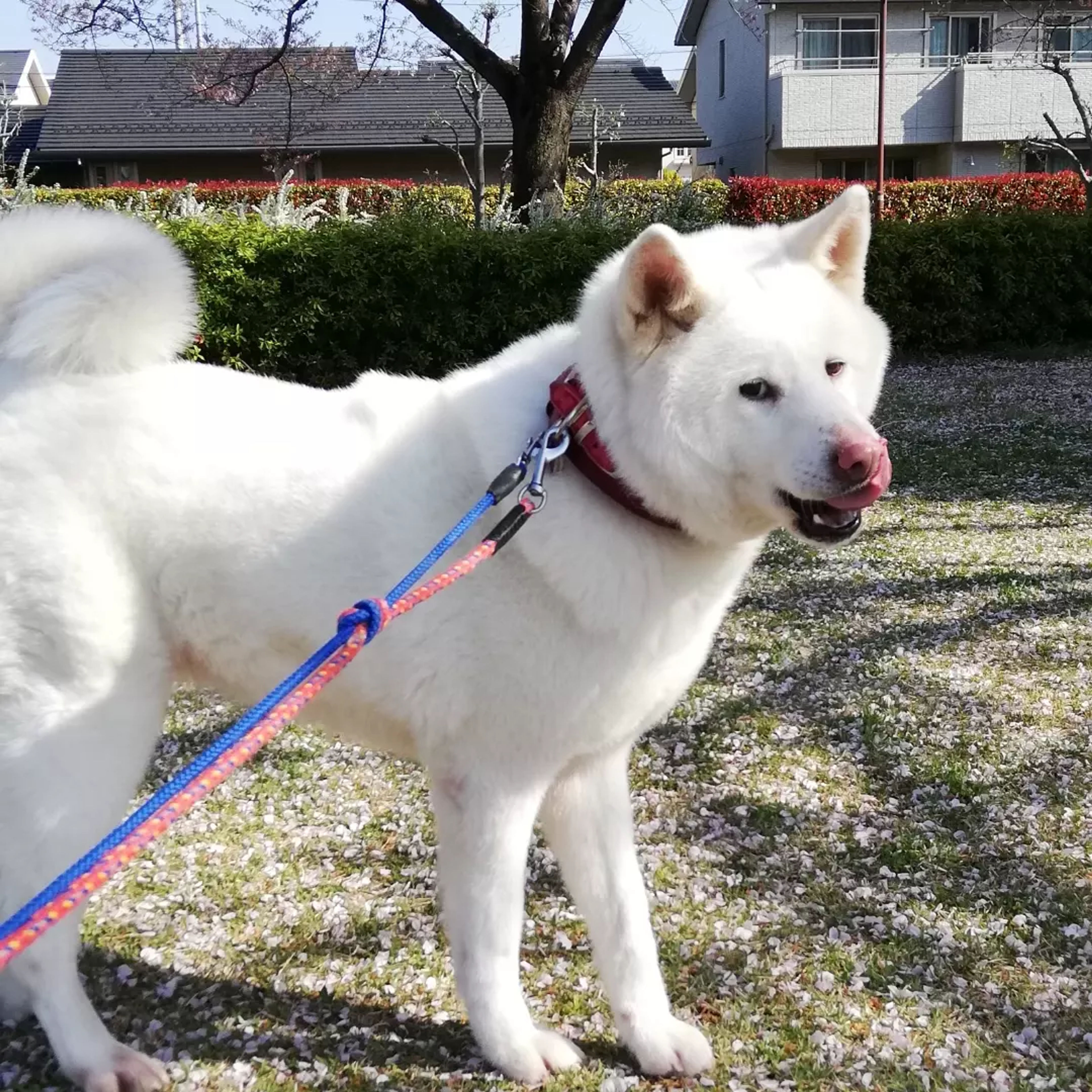pet-image-10