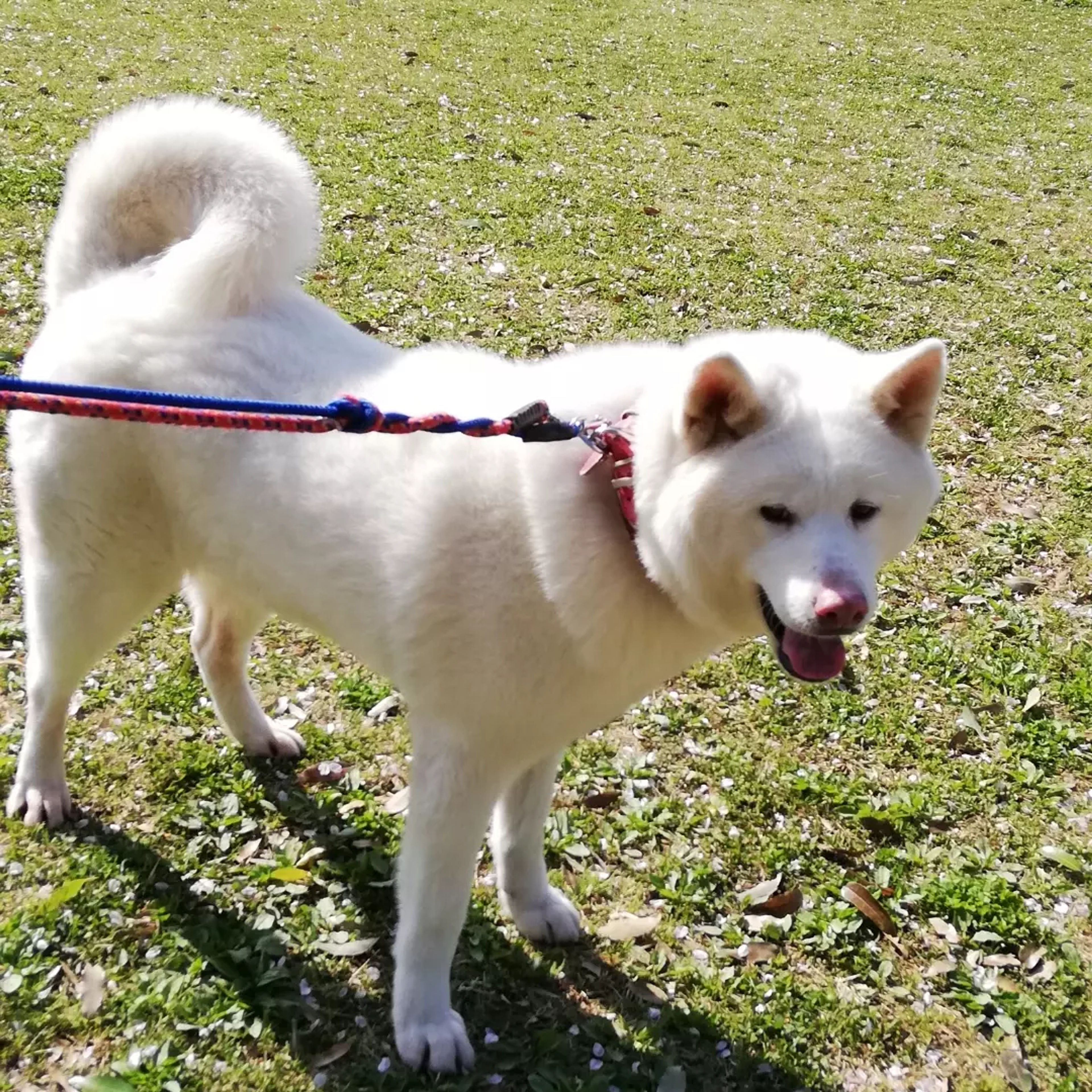 pet-image-8