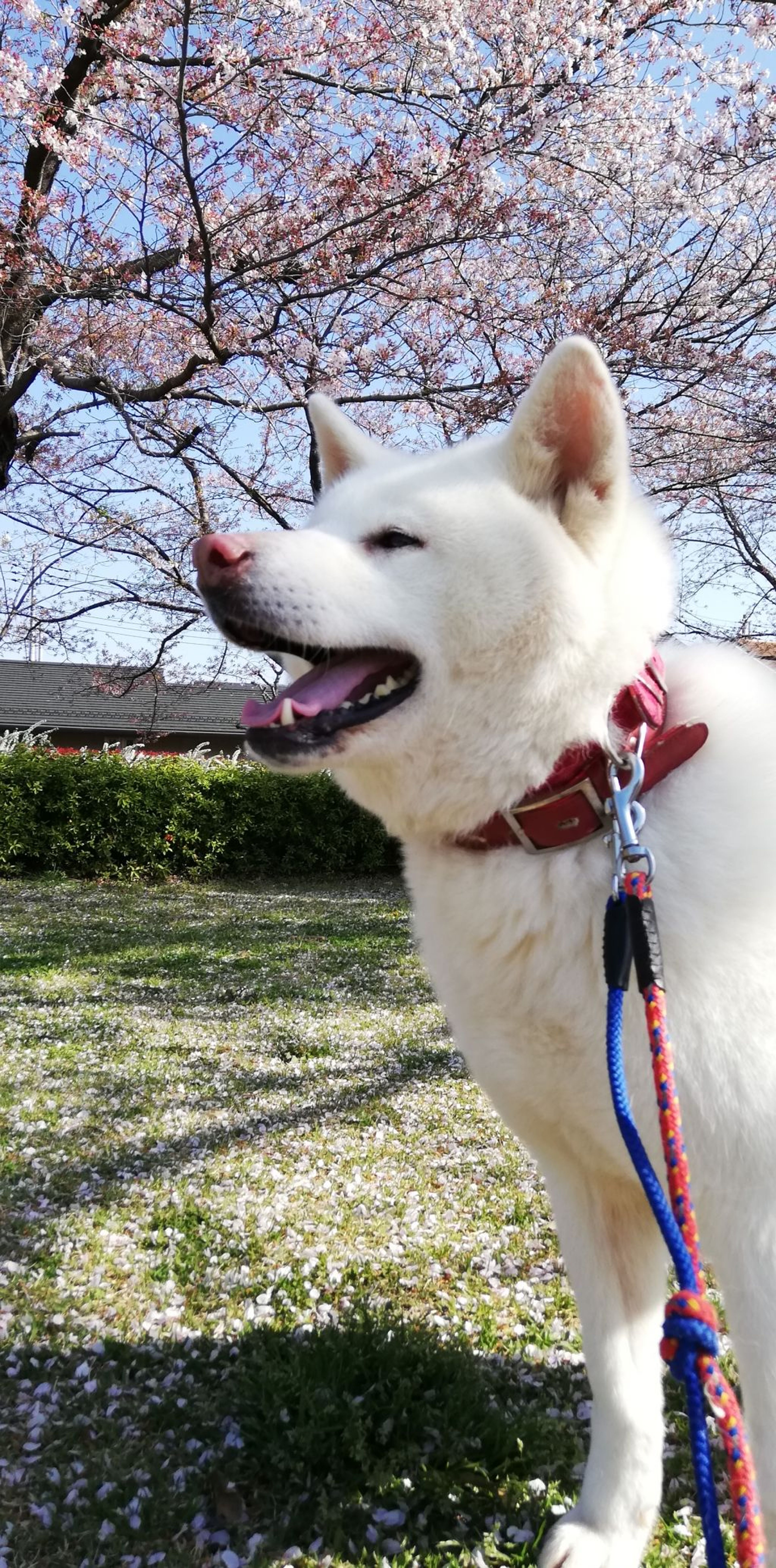 pet-image-6