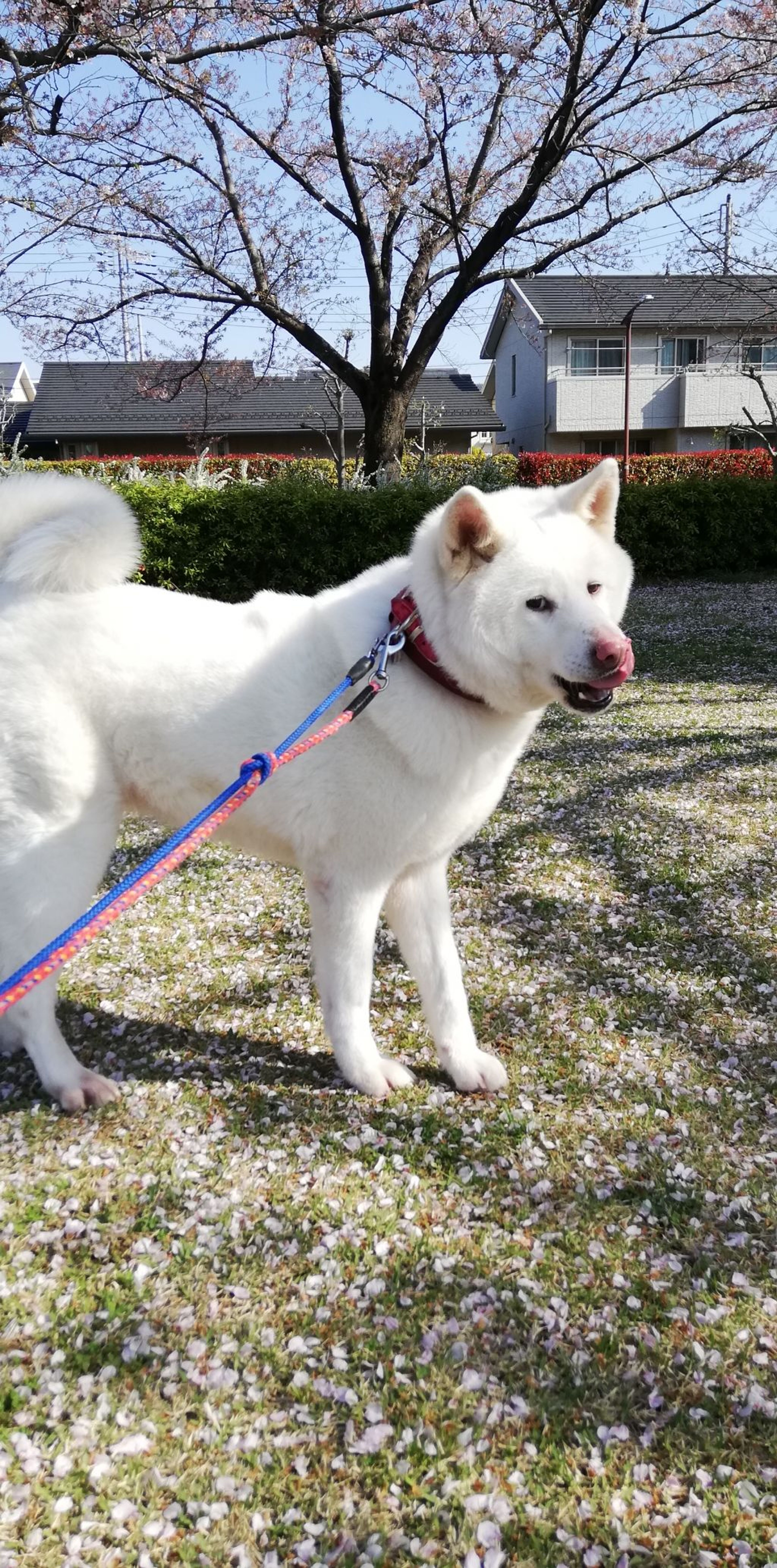 pet-image-9