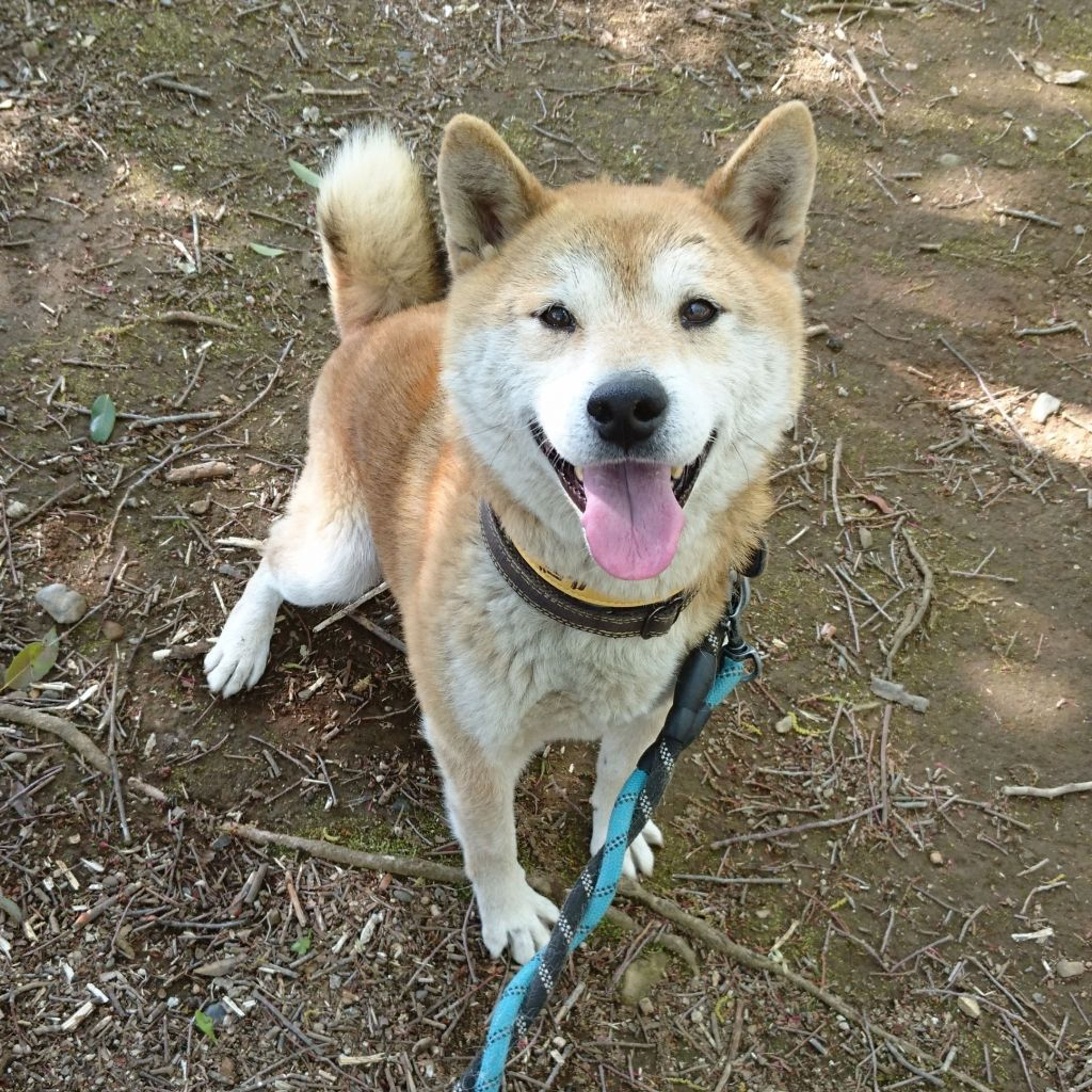 柴犬・オスの里親募集の写真