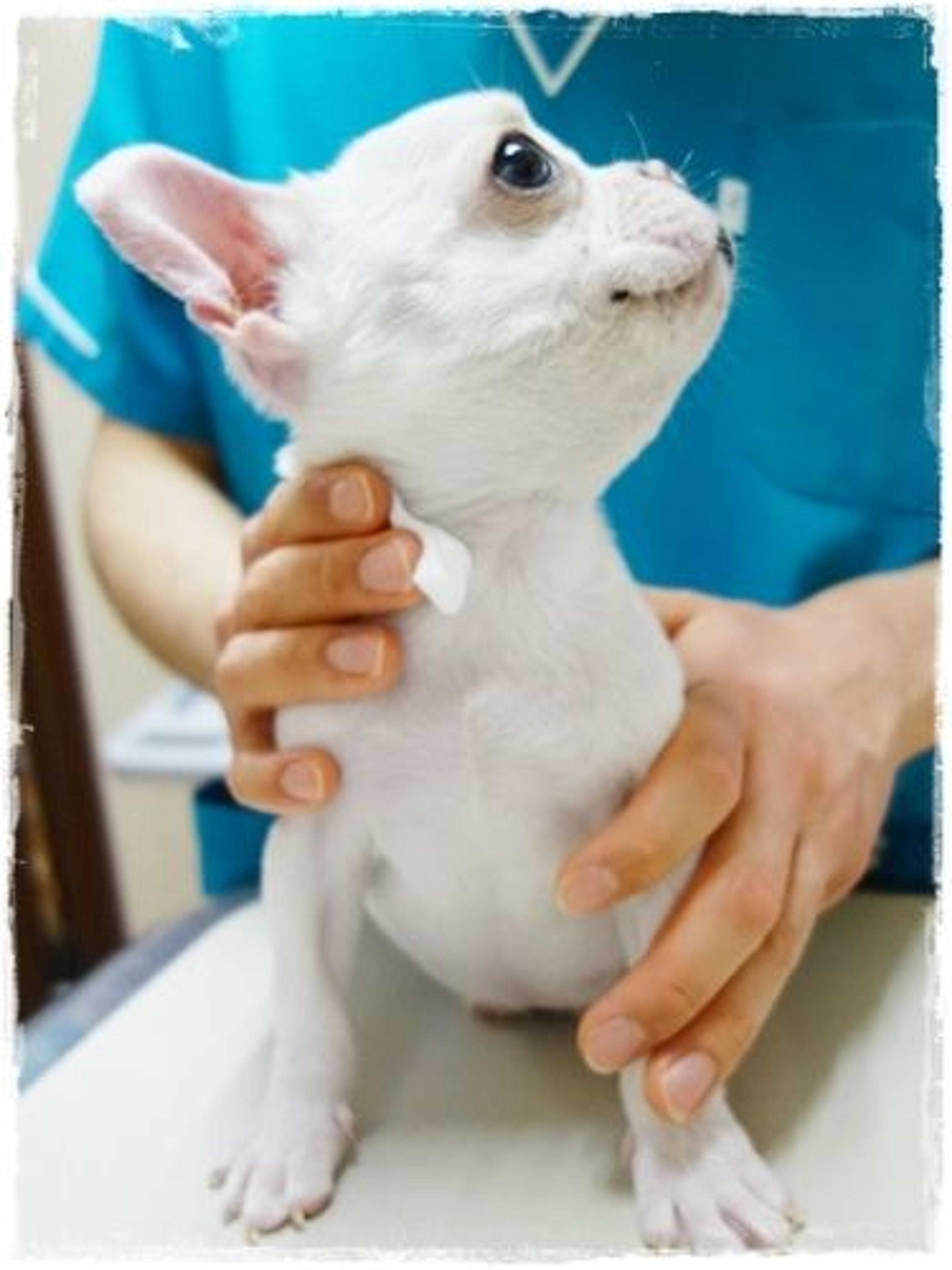 pet-image-2