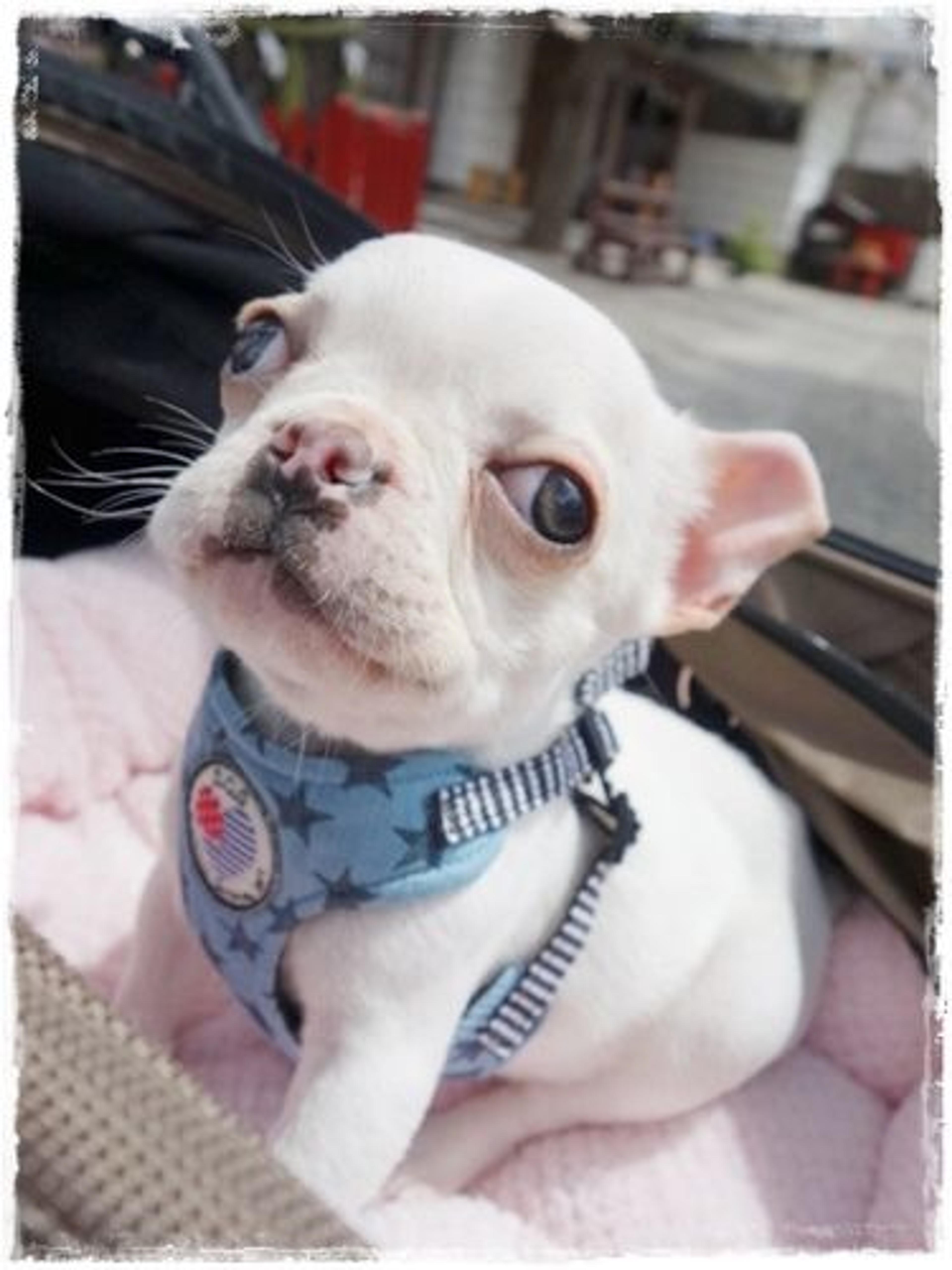 pet-image-3