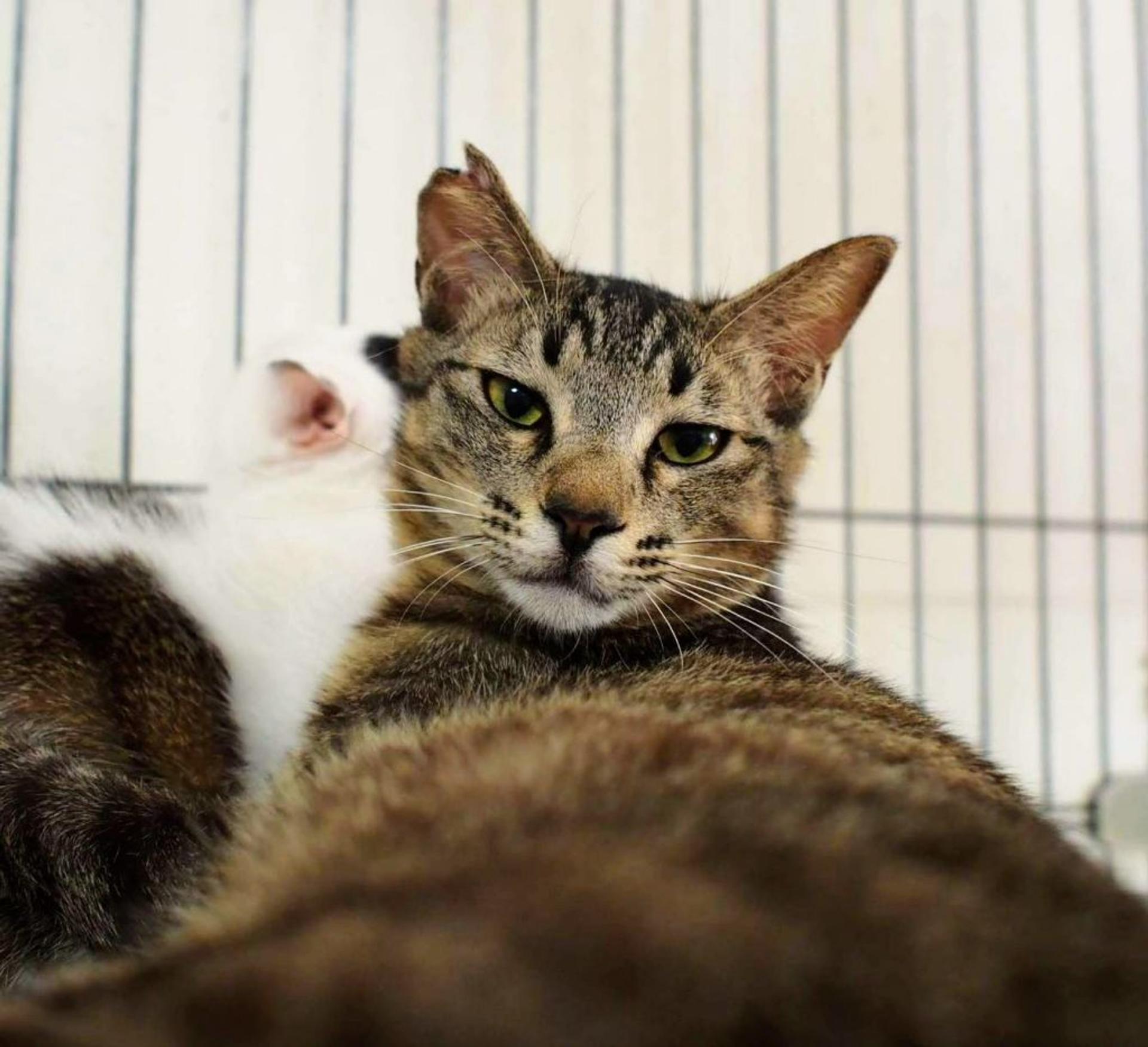 pet-image-4