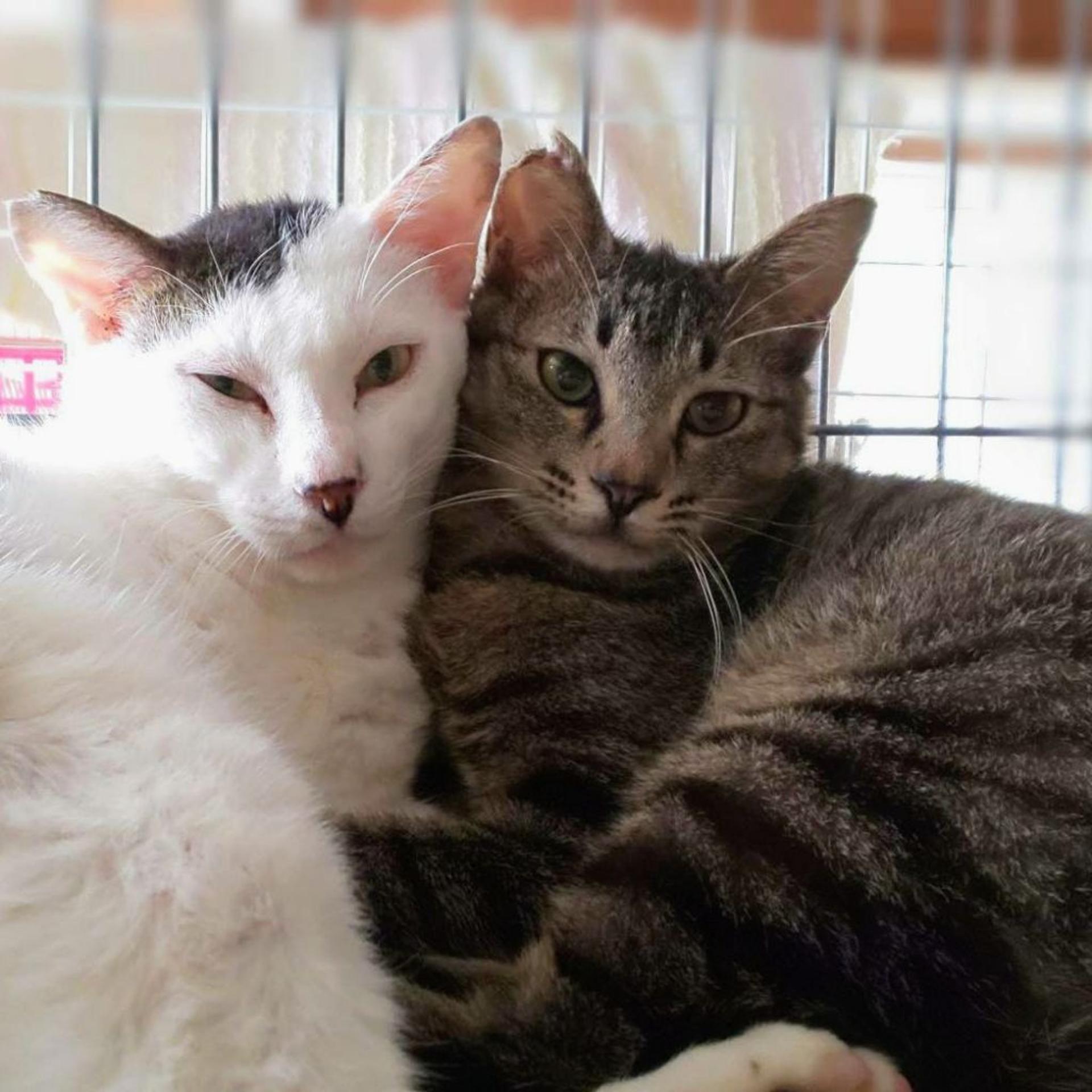 pet-image-5