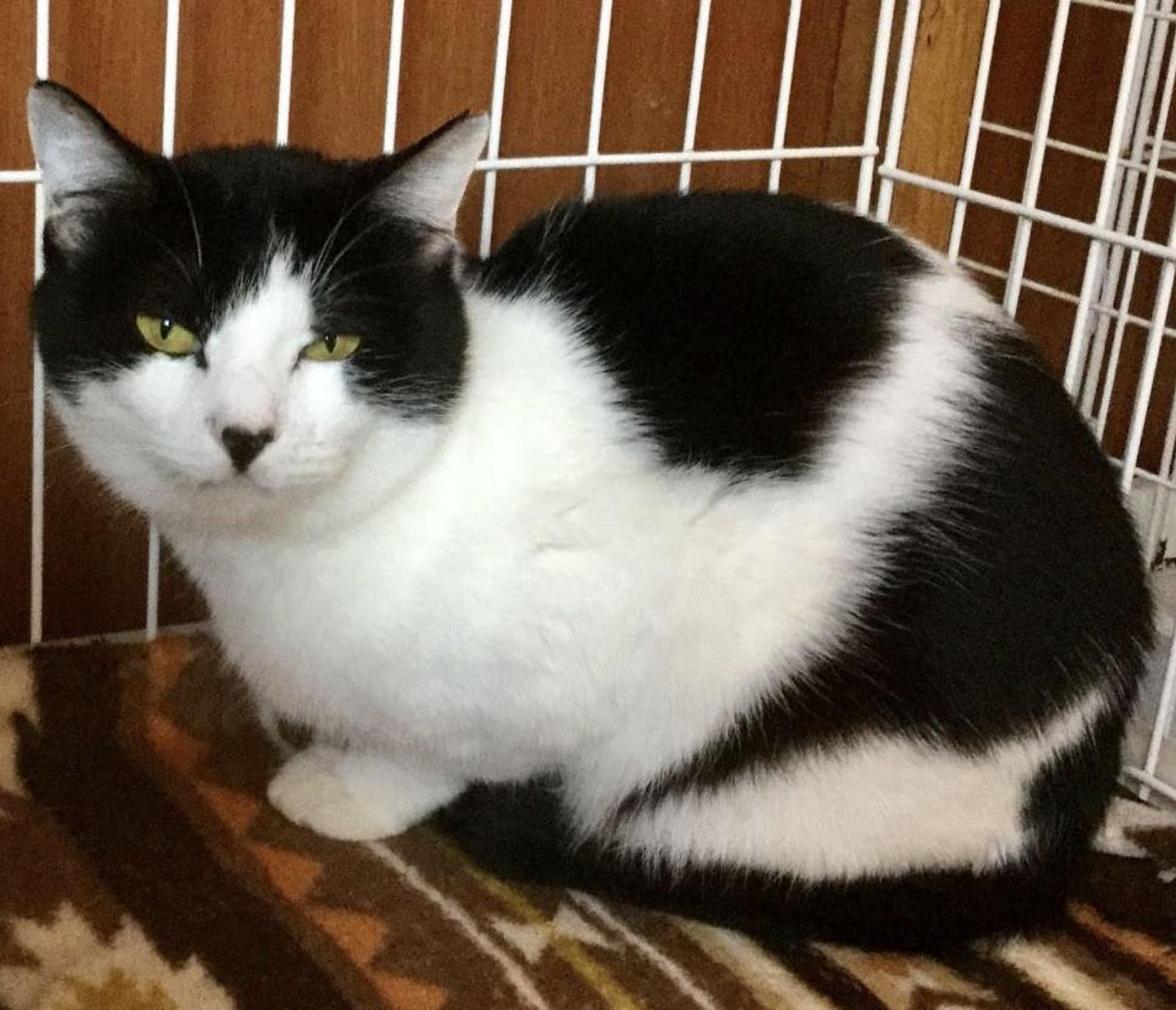 pet-image-2