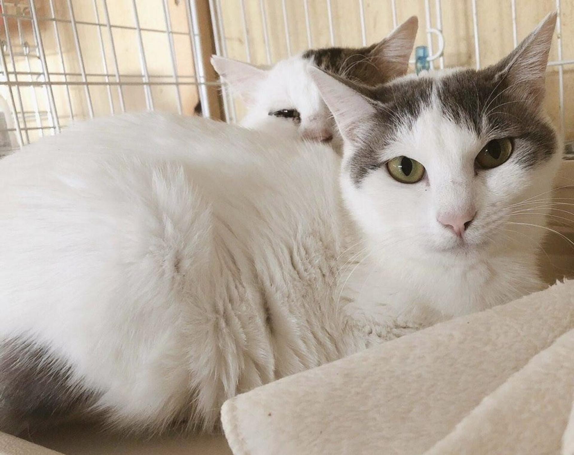 pet-image-5
