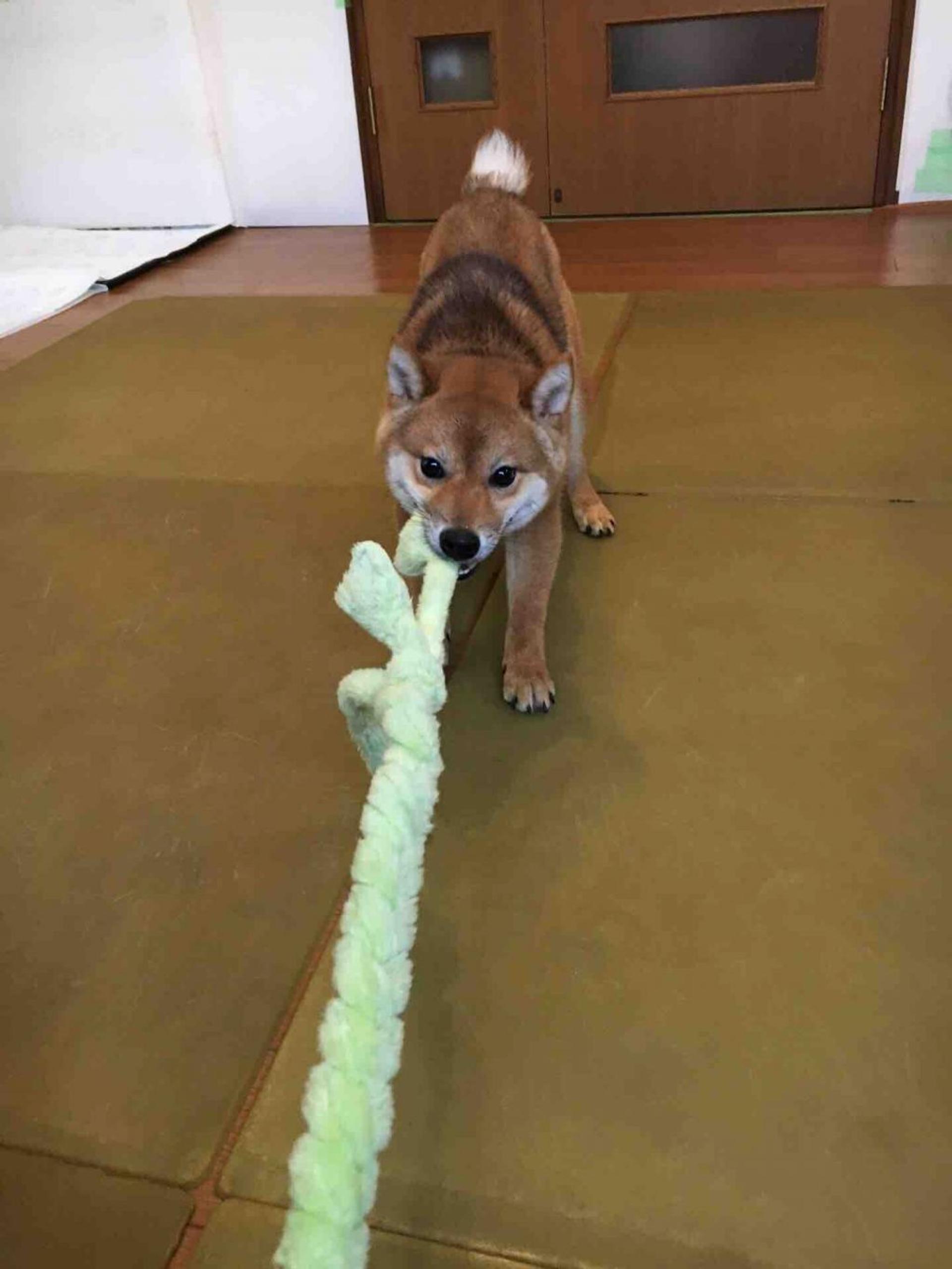pet-image-2