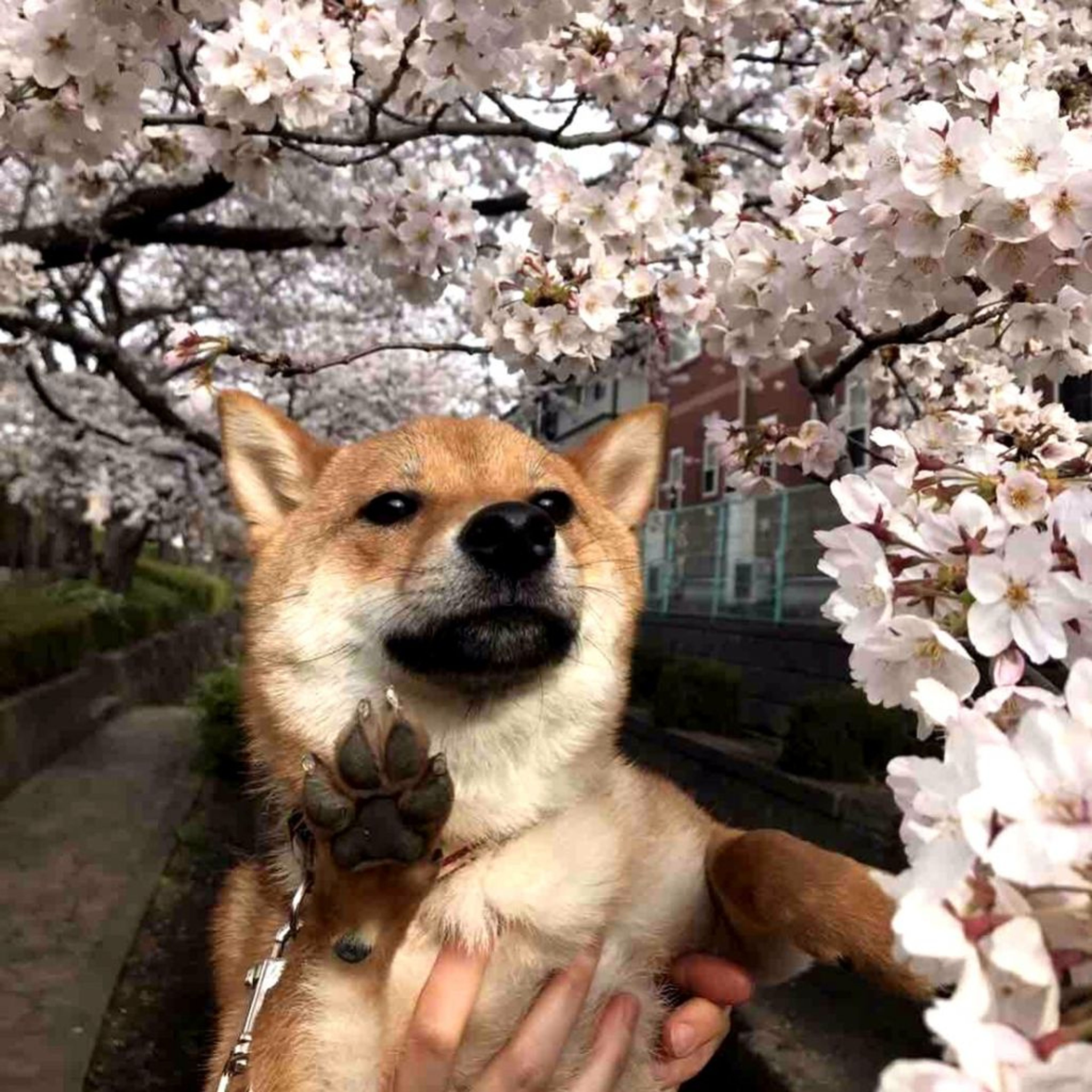 pet-image-3