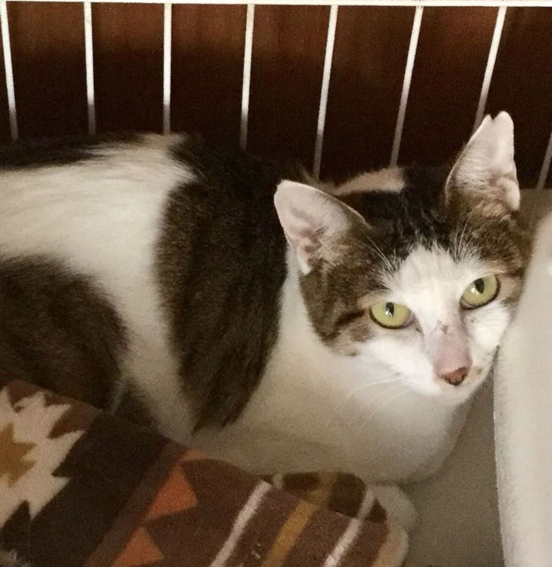 雑種（ミックス猫）・メスの里親募集の写真
