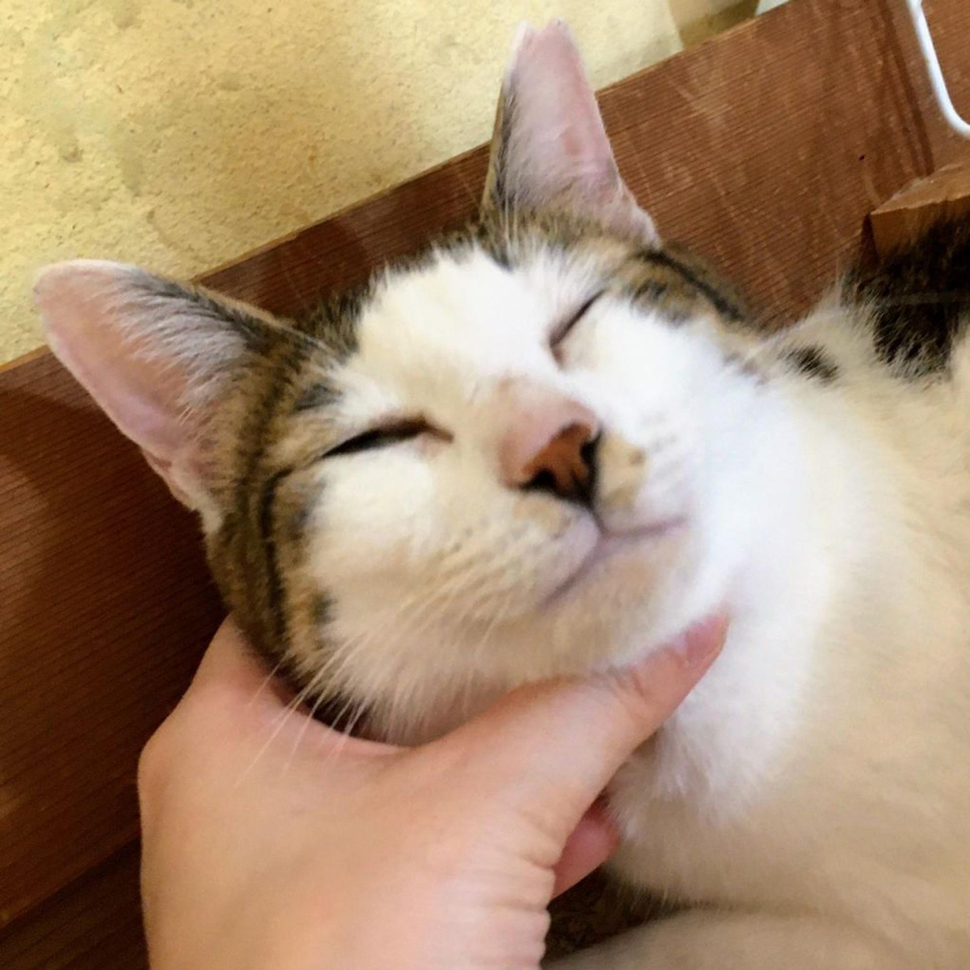 pet-image-5