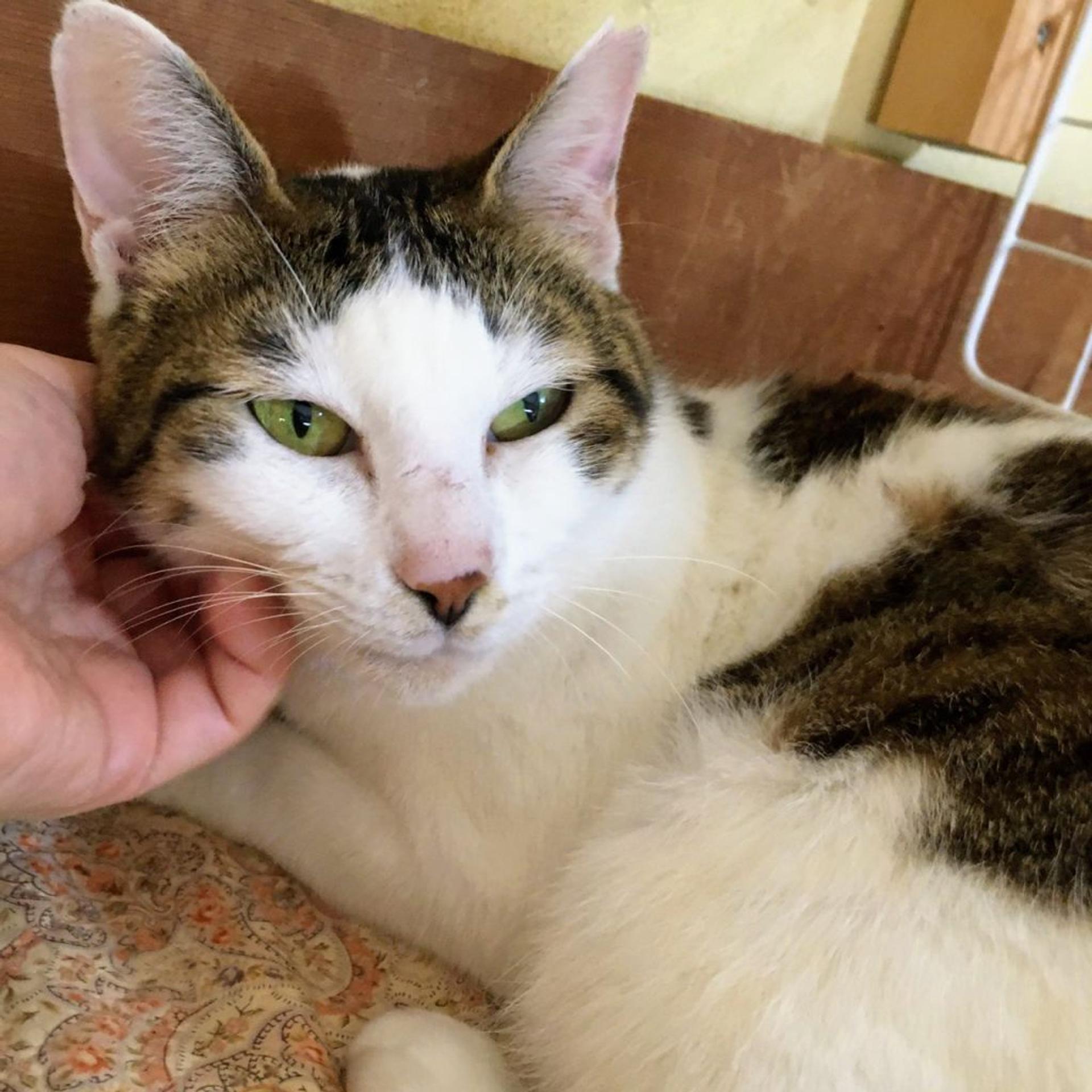 pet-image-6