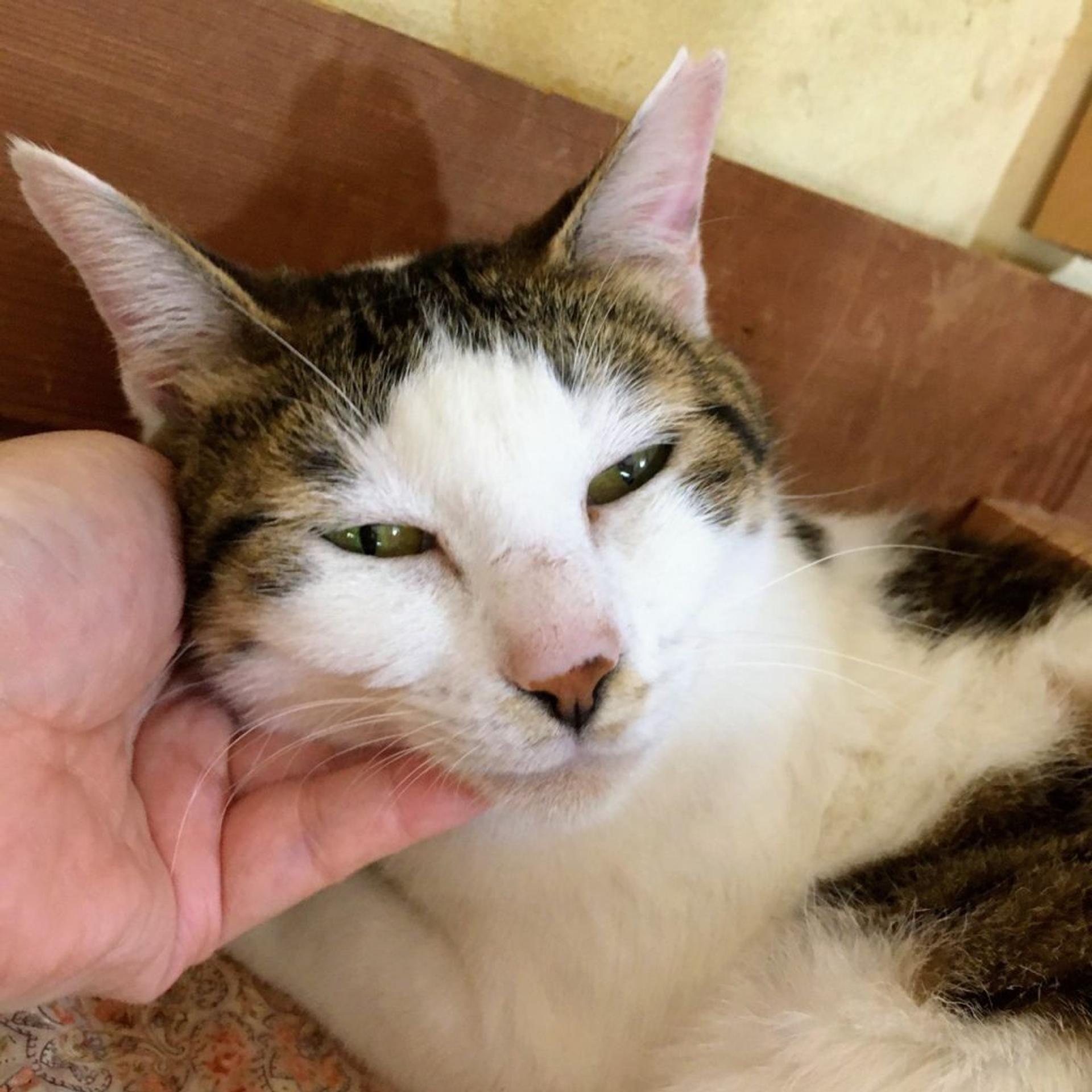 pet-image-7