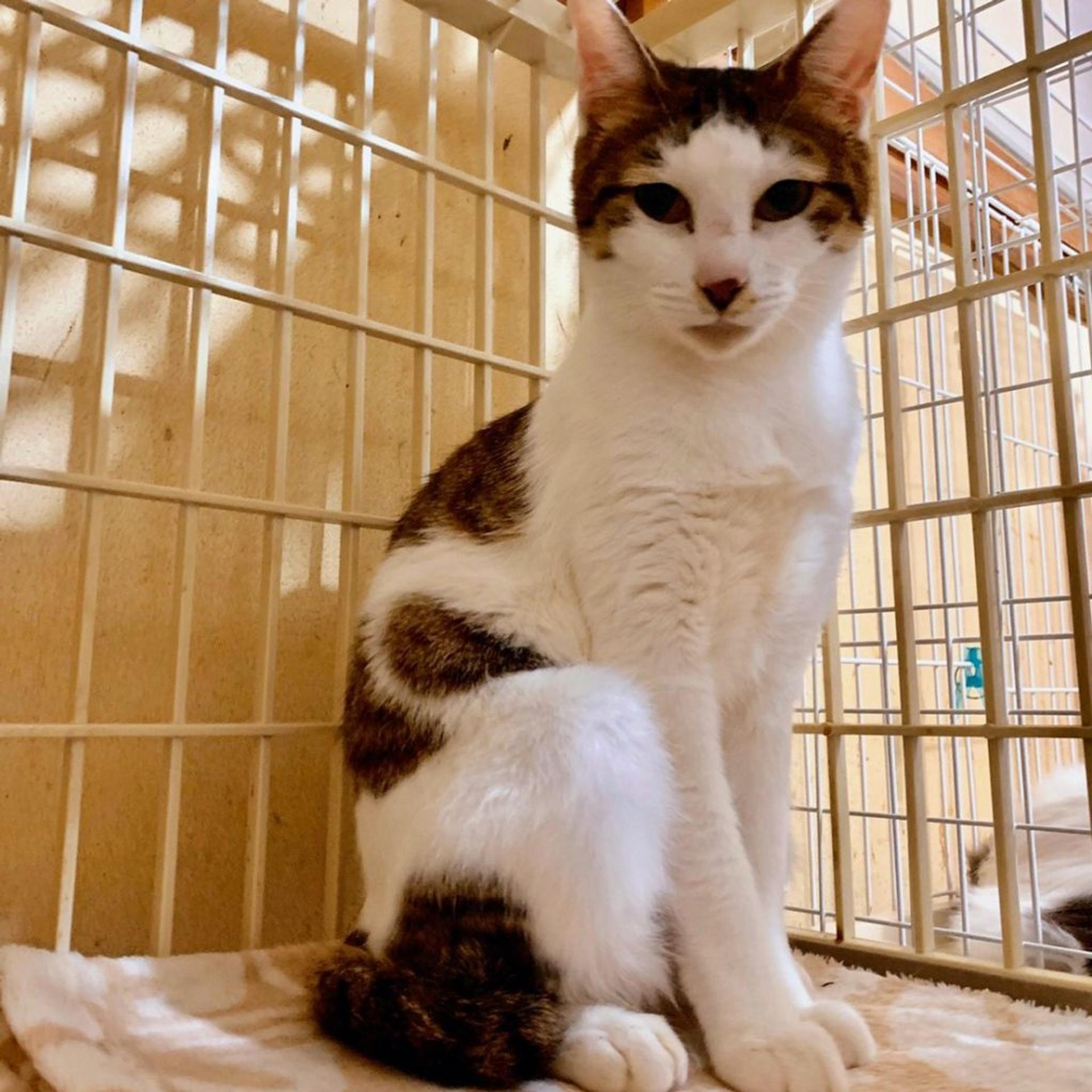 pet-image-9