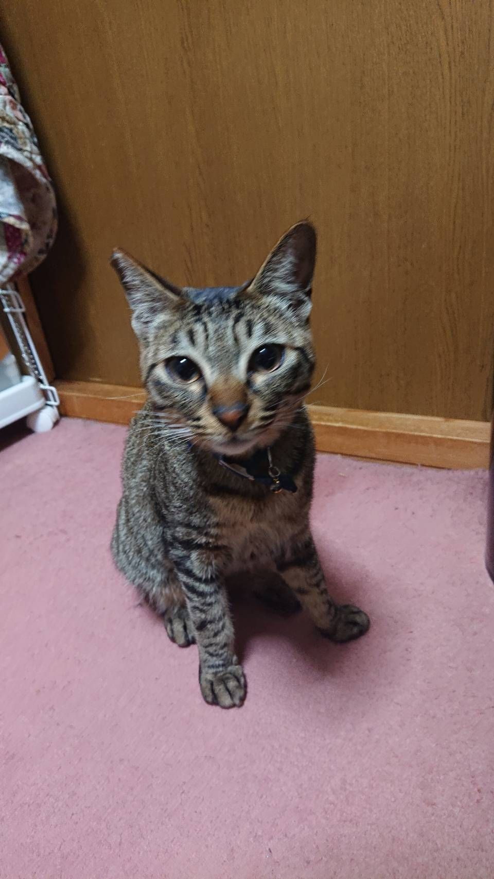 雑種（ミックス猫）・オスの里親募集の写真