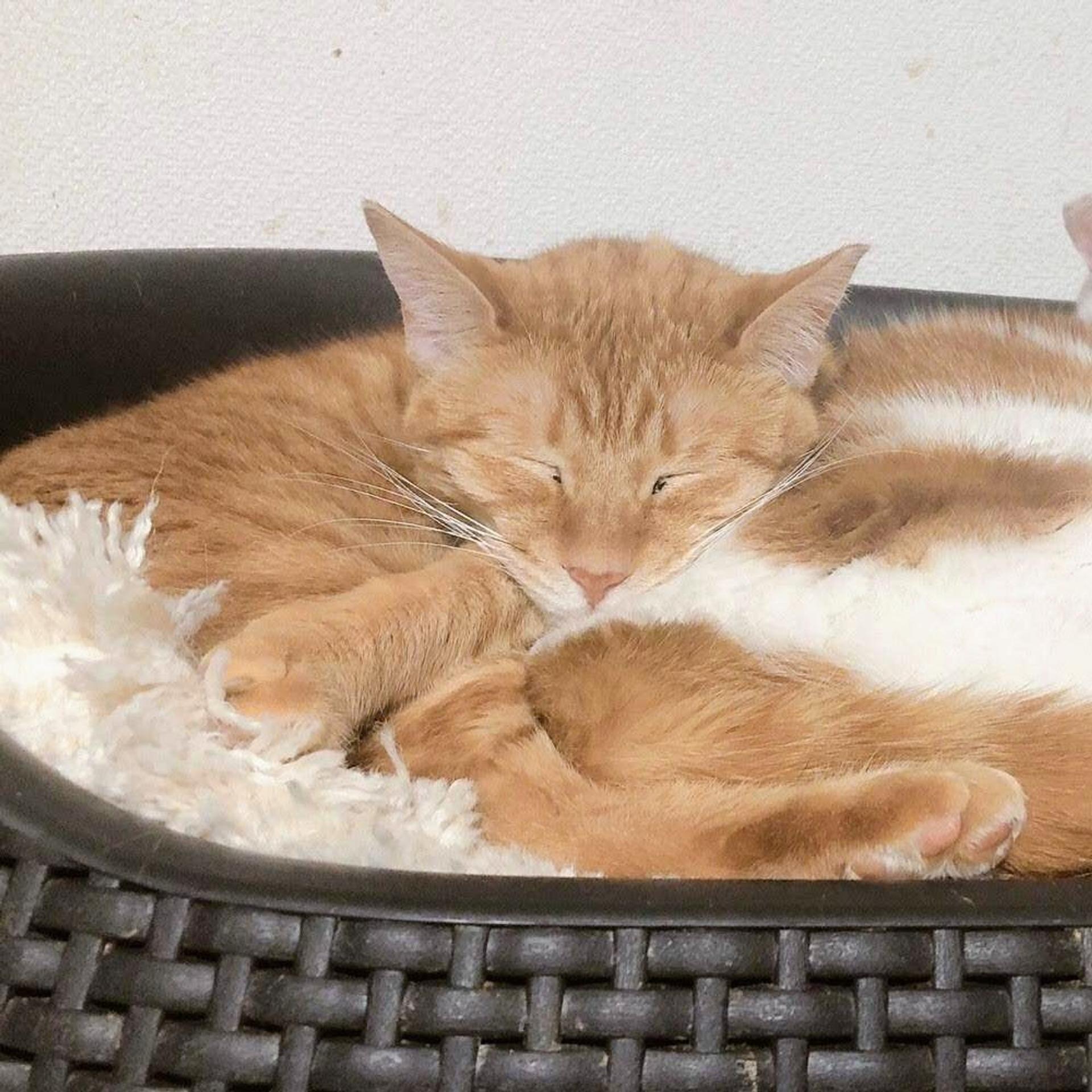 pet-image-7