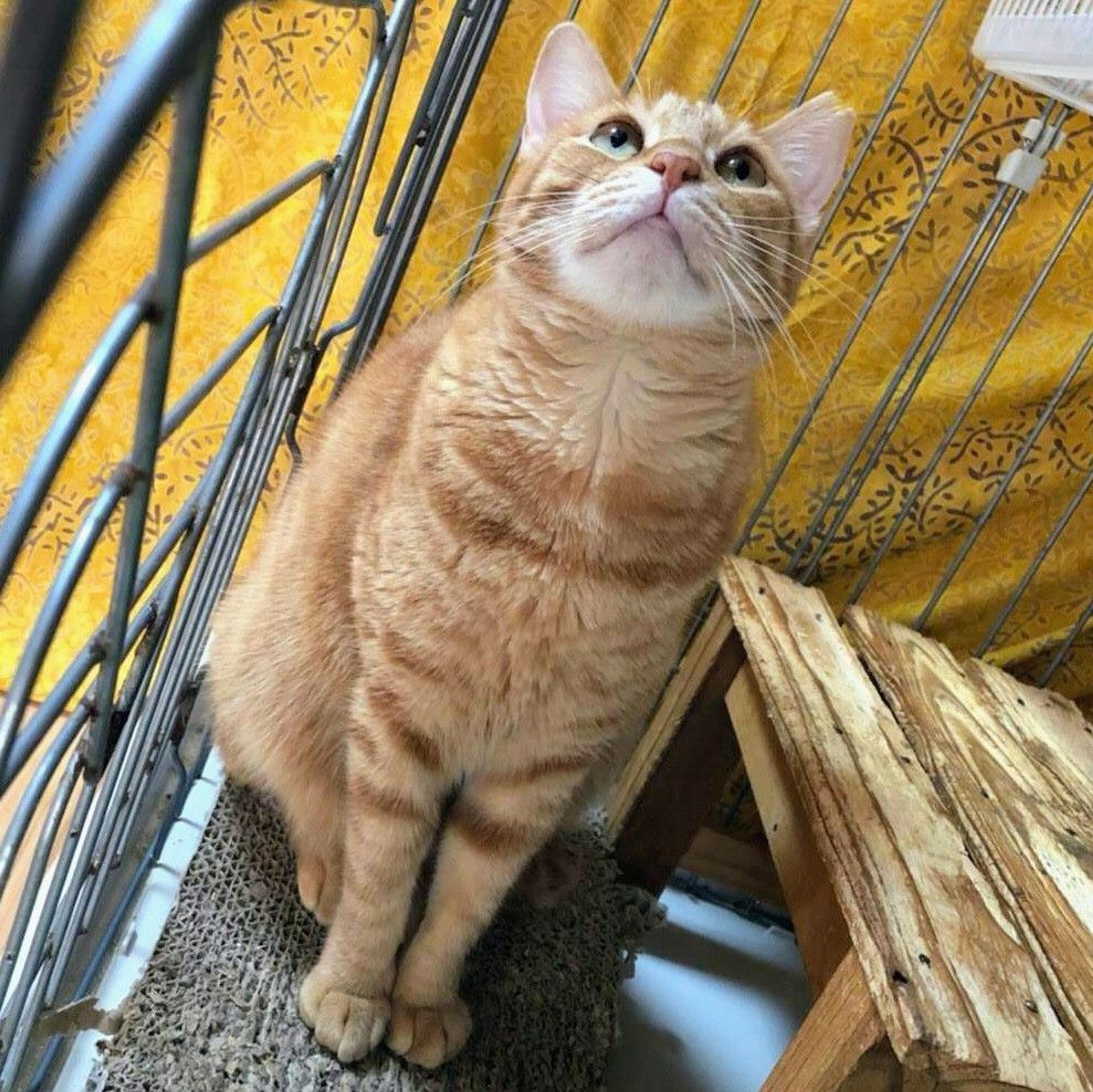 pet-image-8
