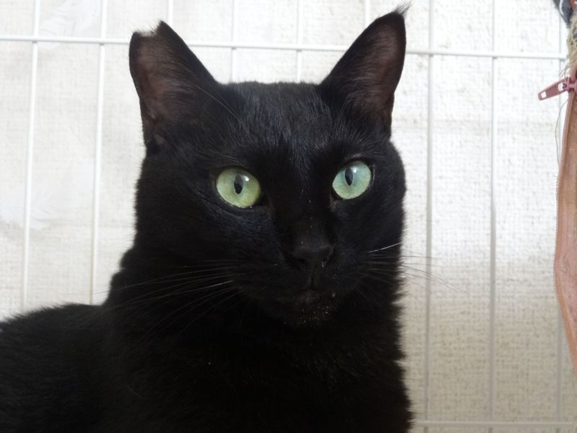 雑種（ミックス猫）・オスの里親募集の写真