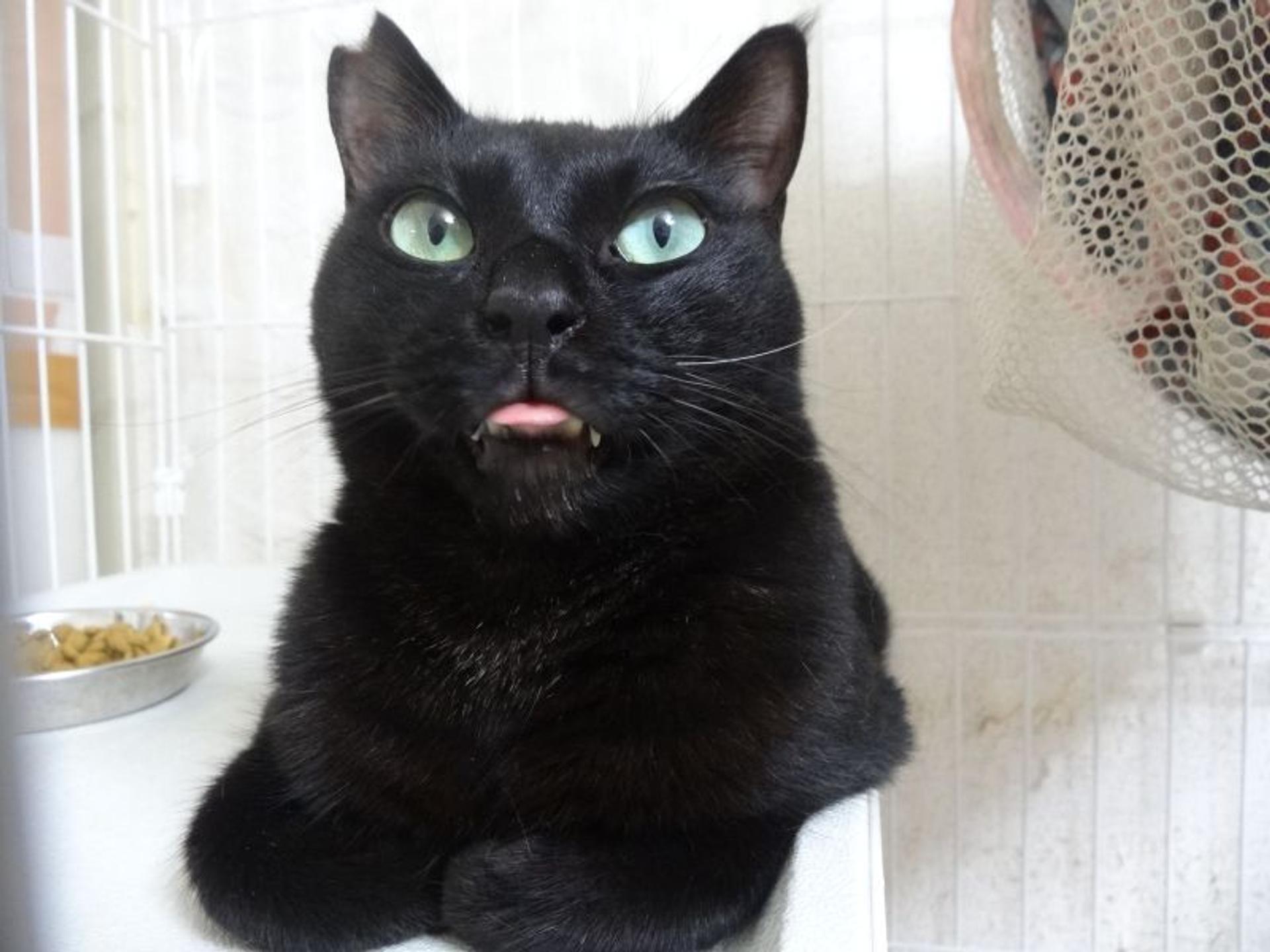 pet-image-3