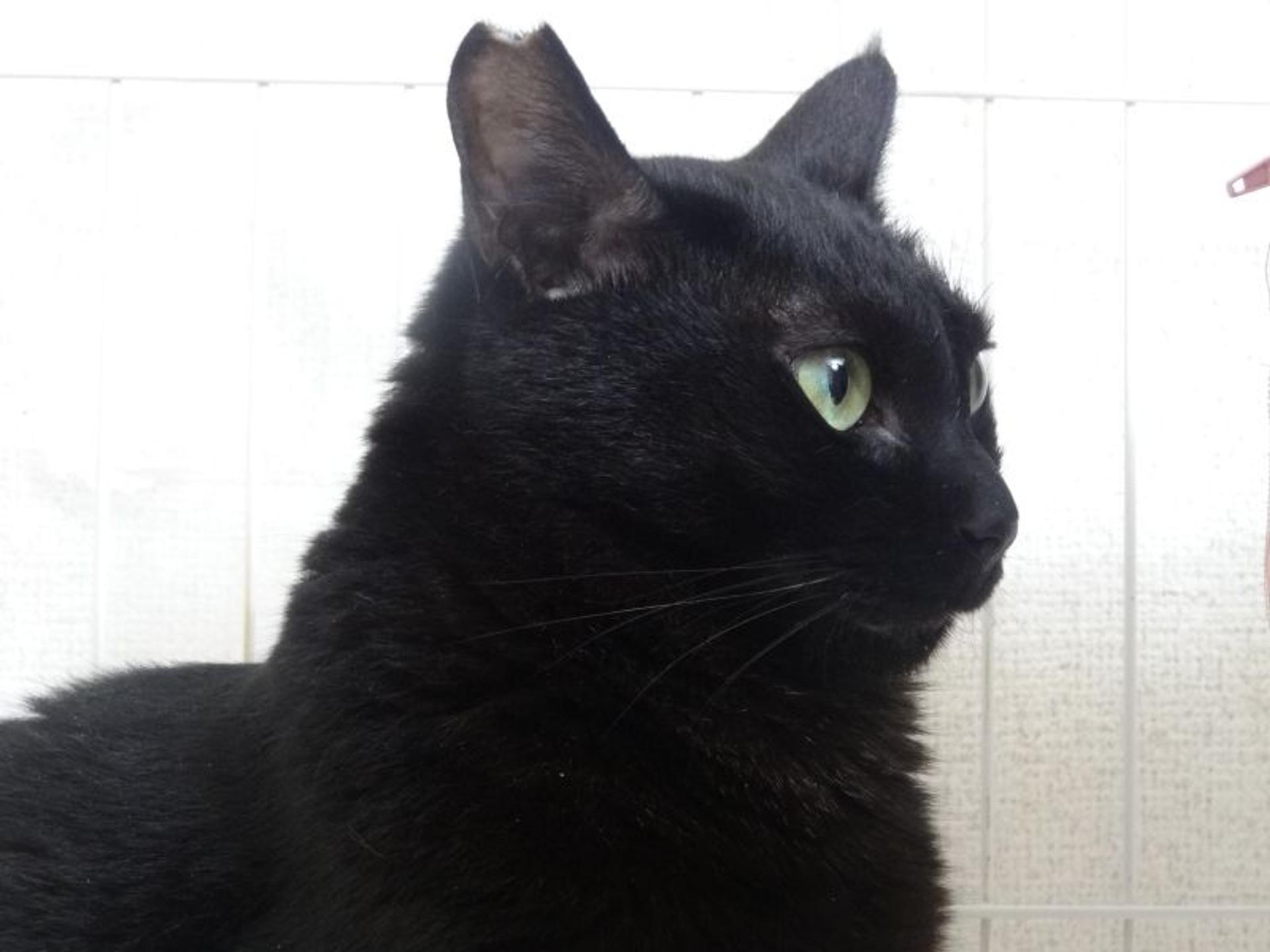 pet-image-4