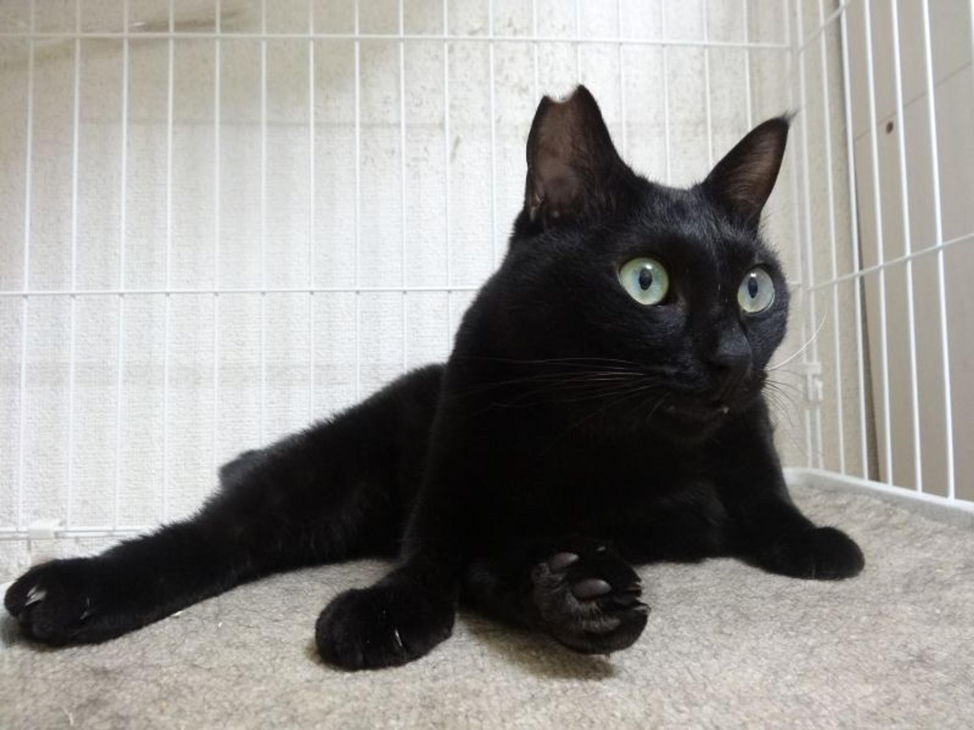 pet-image-5