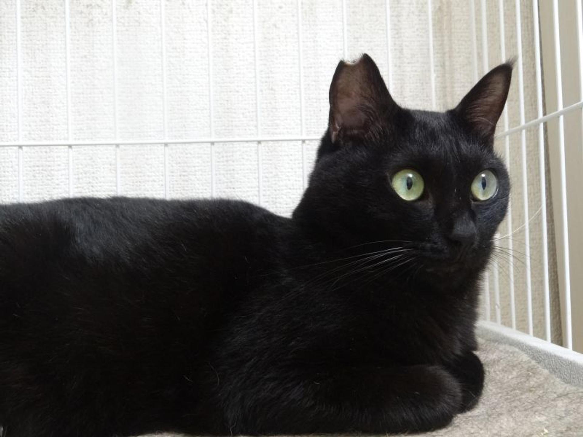 pet-image-7