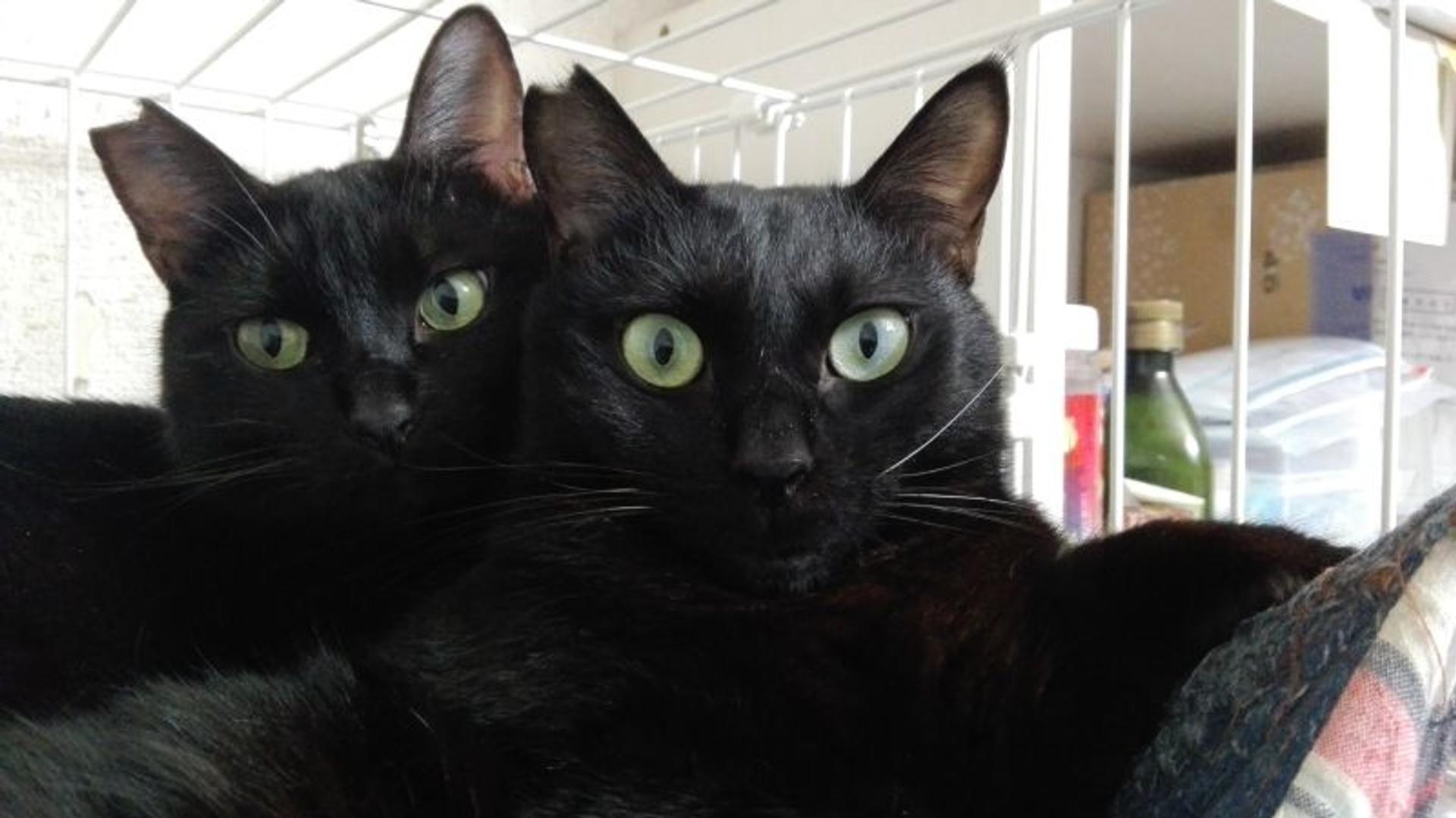 pet-image-9