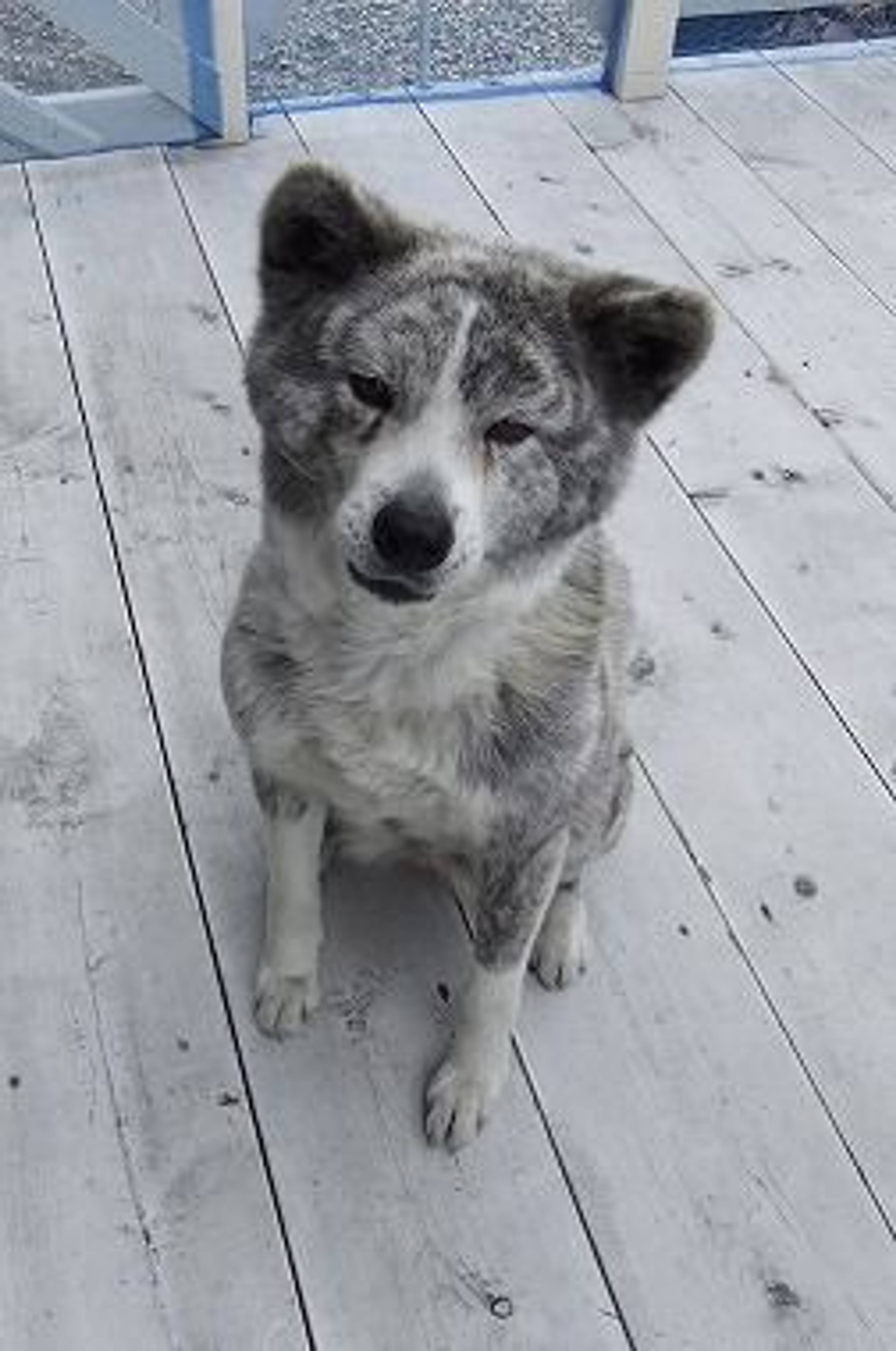 秋田犬・メスの里親募集の写真